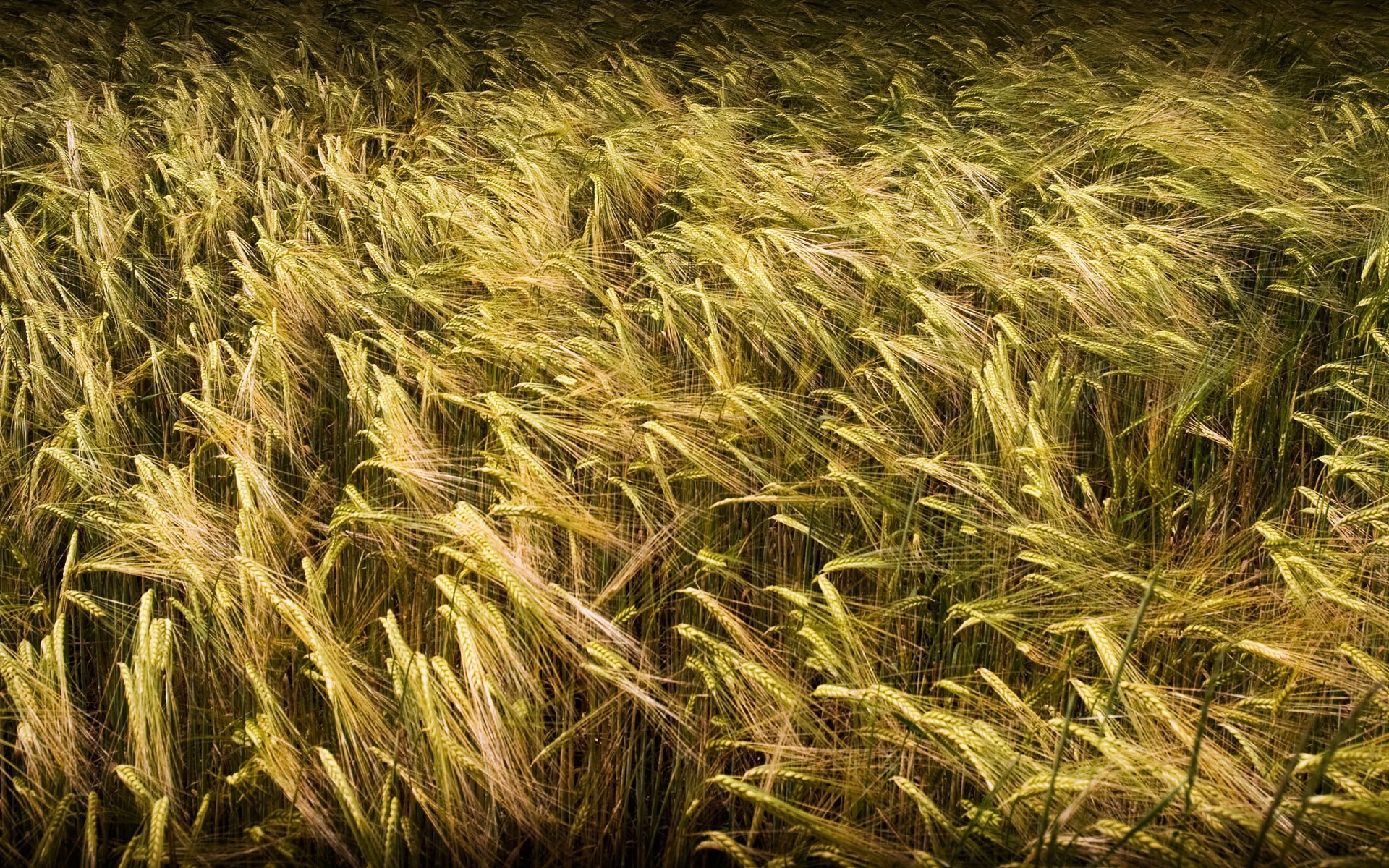 natur gras feld weizen bildschirmschoner