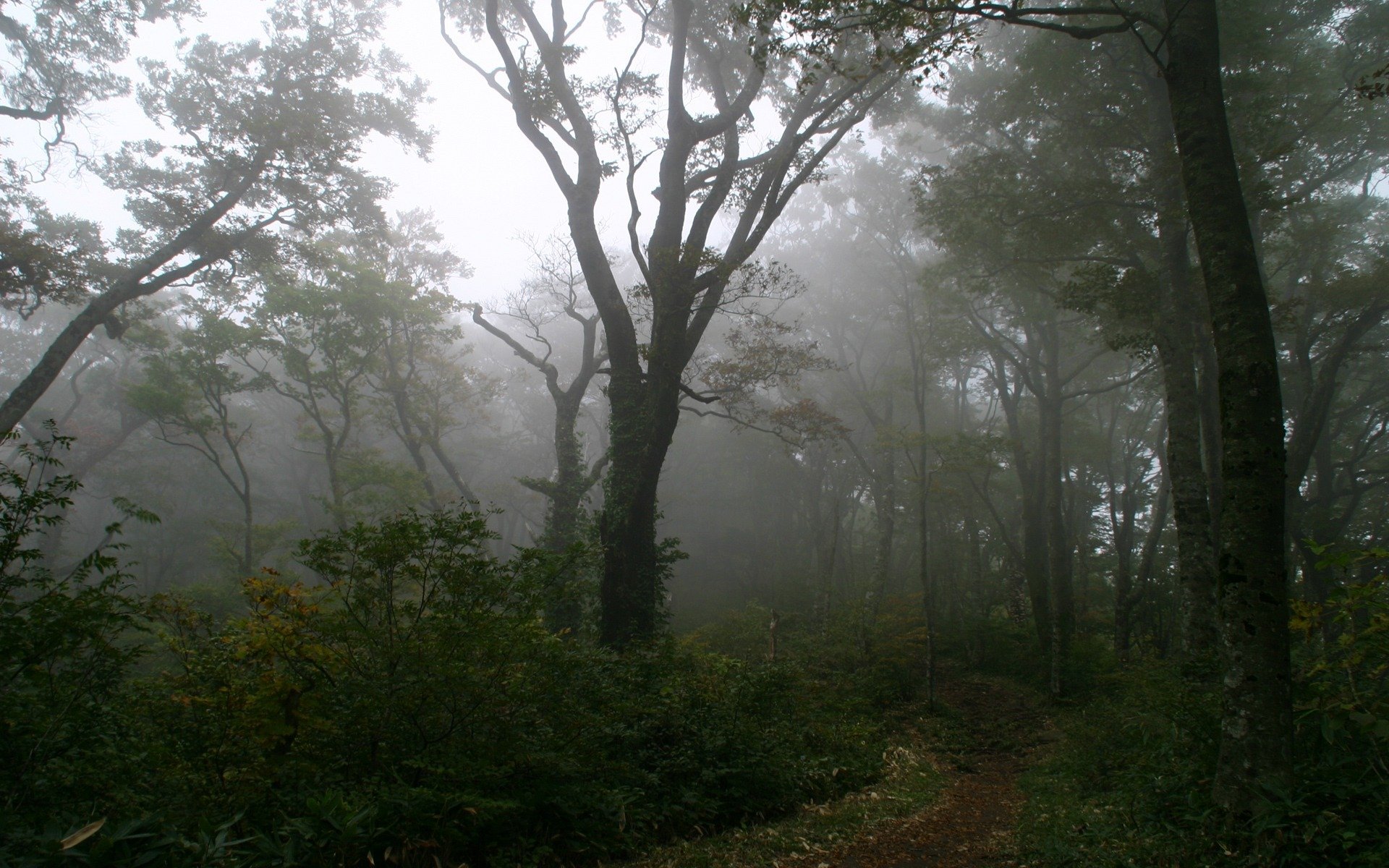 forest fog tree path