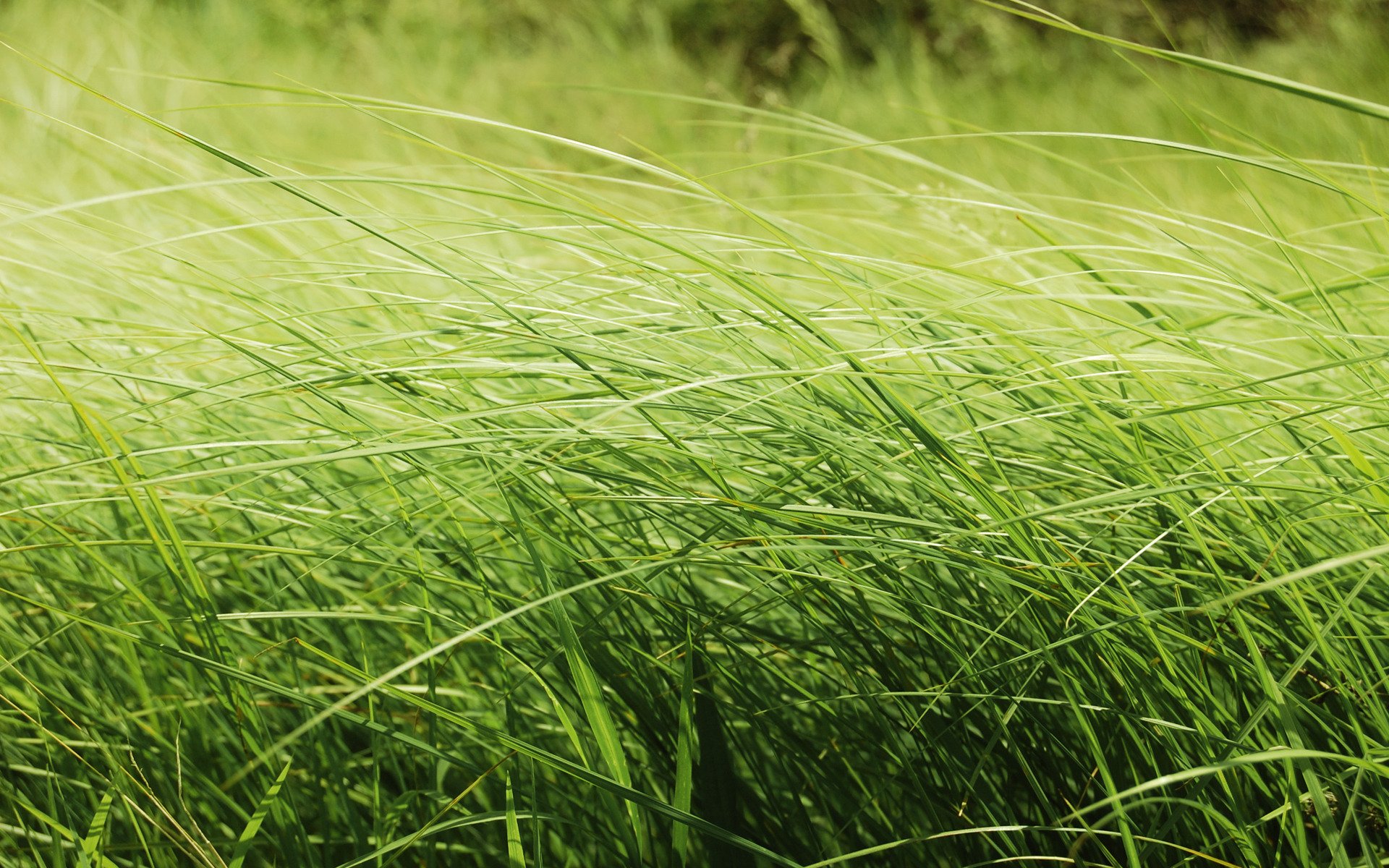 nature beauté herbe champ gros plan