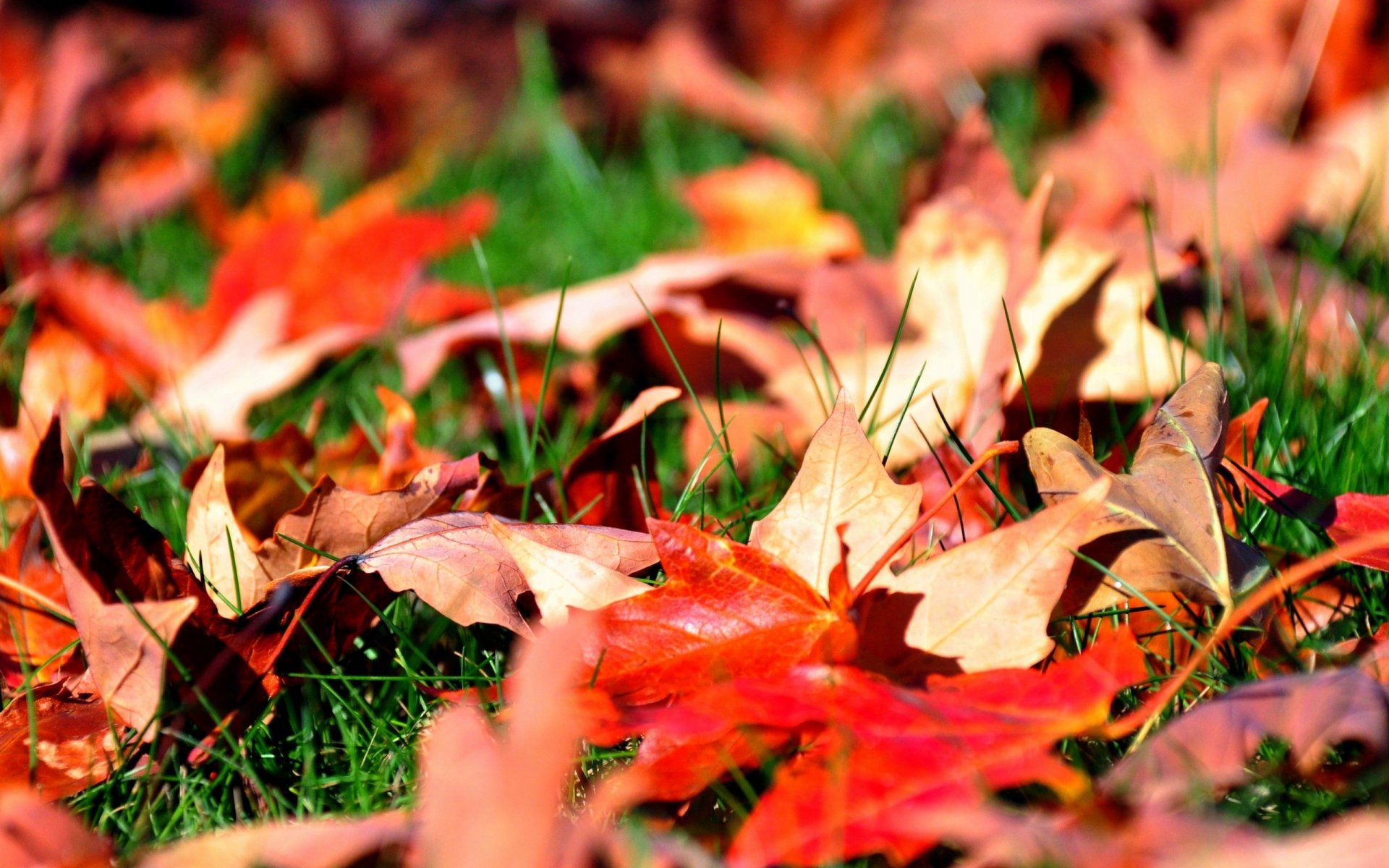 hojas arce otoño hierba