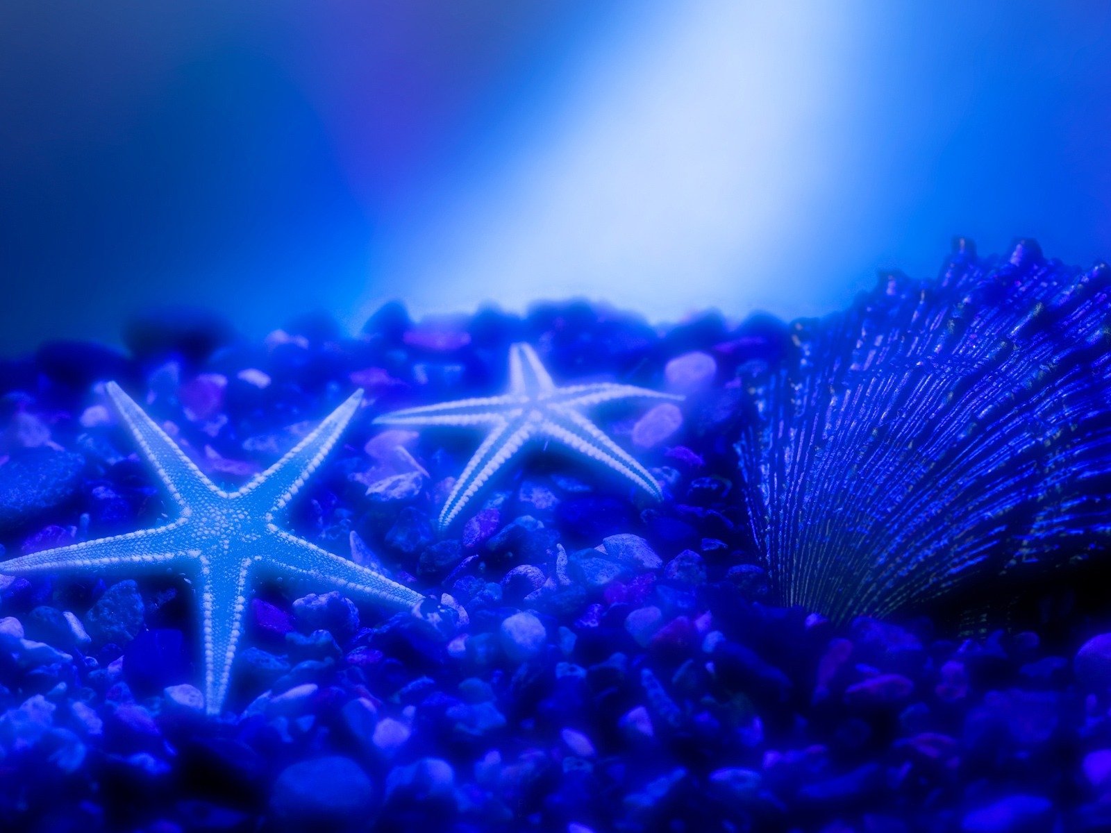 blau wasser muschel seesterne steine meeresboden glühen