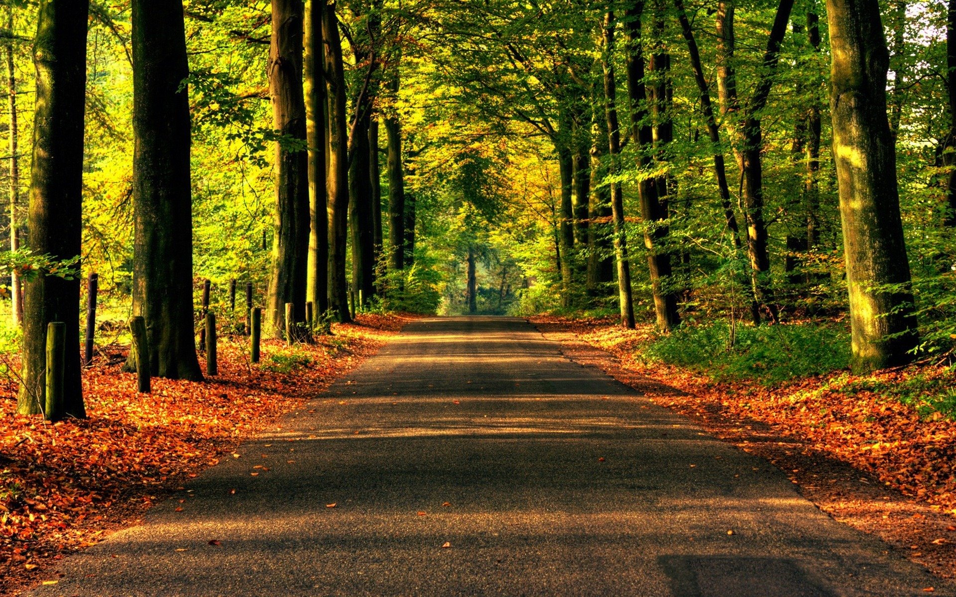 natur straße wald bäume asphalt