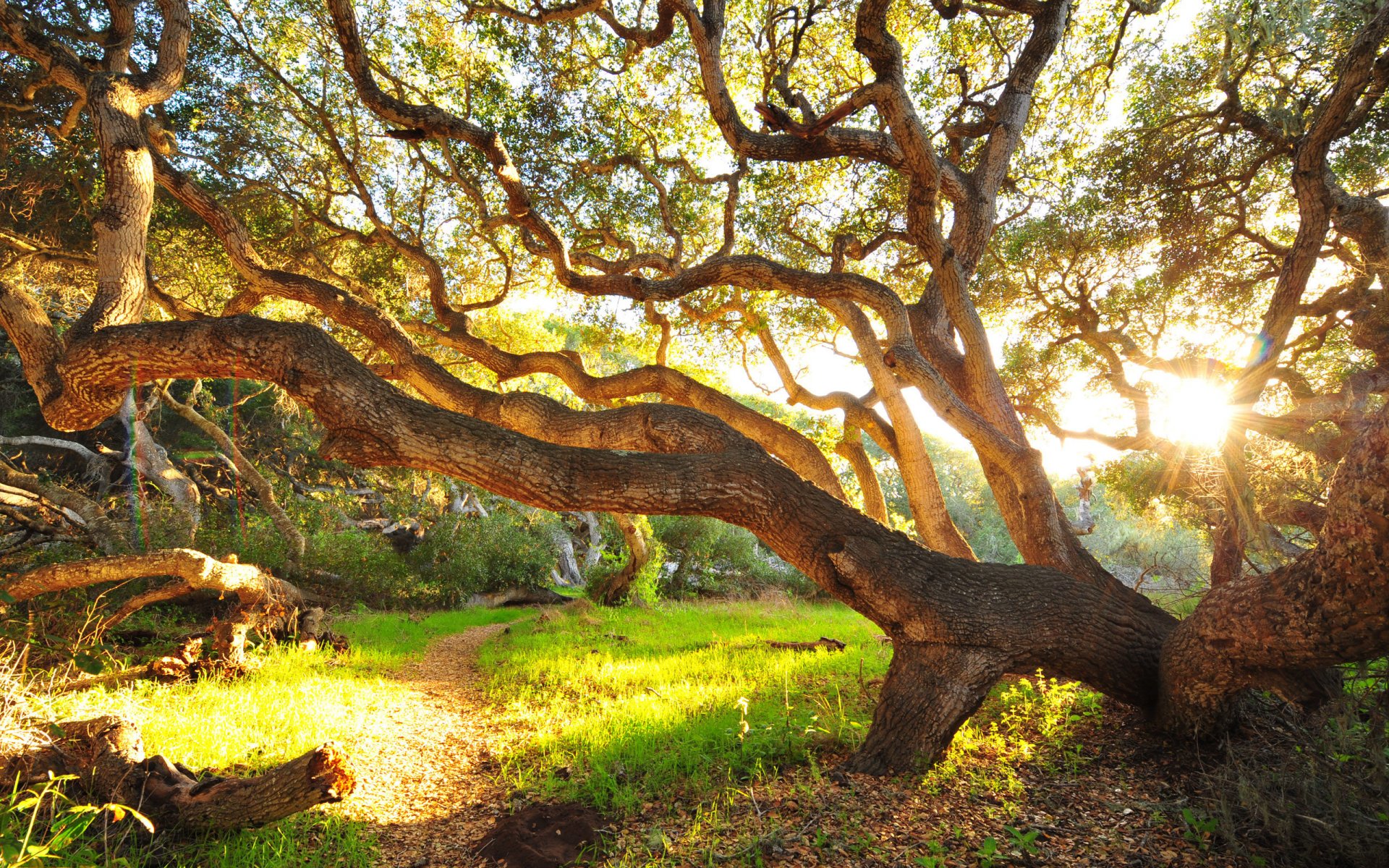 albero erba mattina cespugli