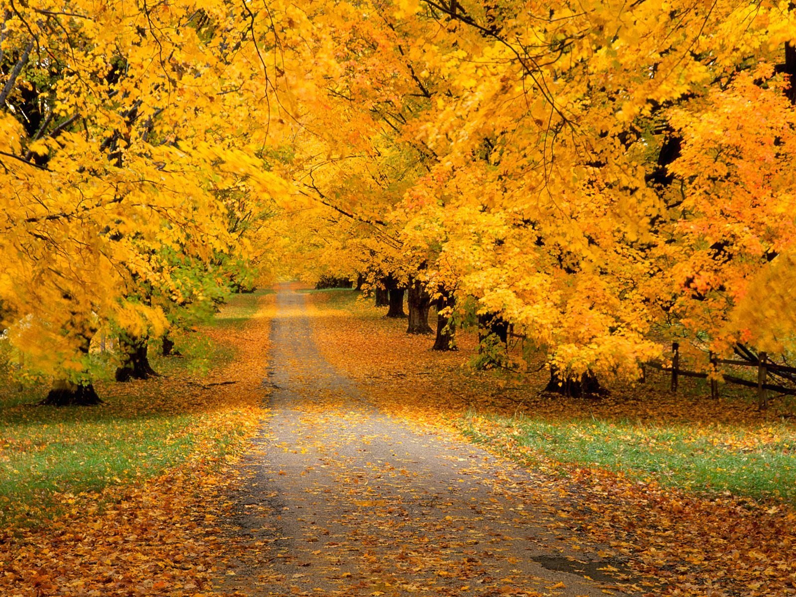 strada foresta autunno