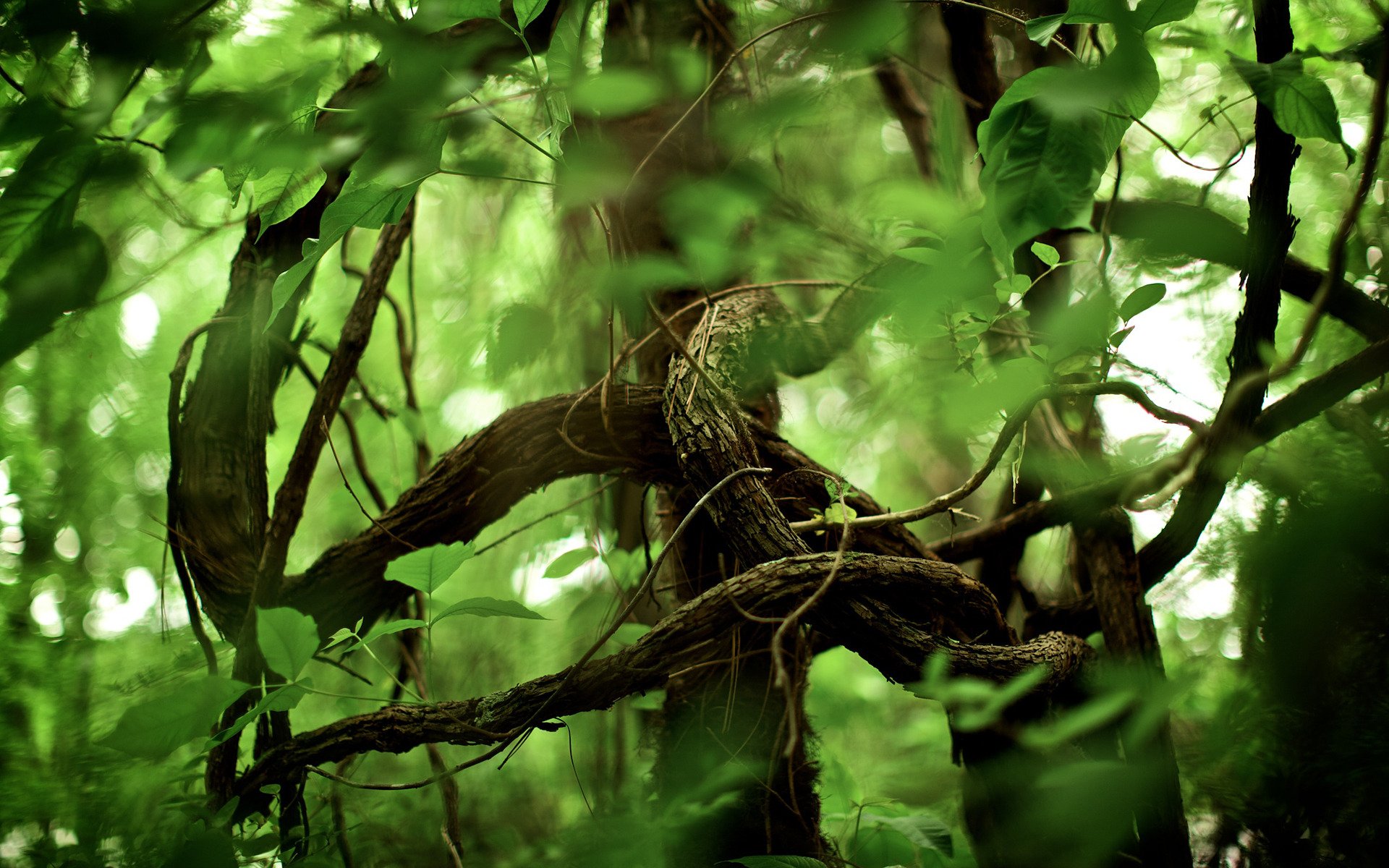 dżungla las natura park drzewa rośliny liście zdjęcia