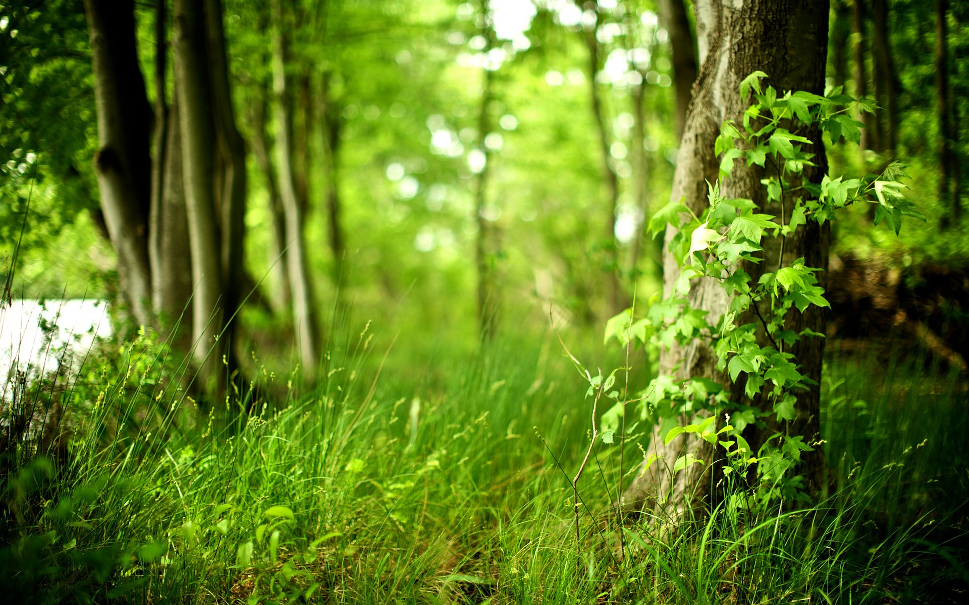 nature forest fresh air purity tree plants foliage freshness grass life leaves trees green forest photo