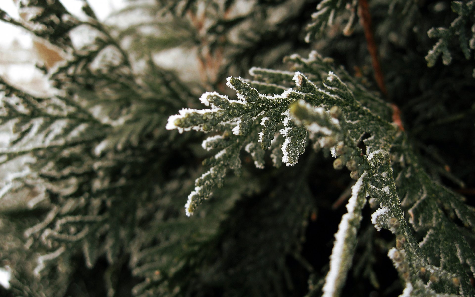 makrozweig natur fichte foto