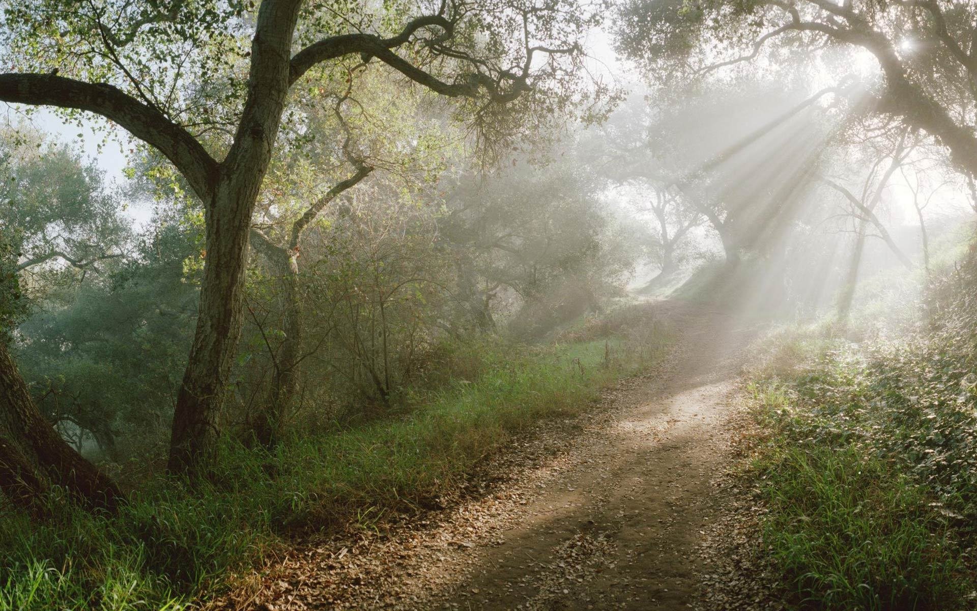 forest path rays sun