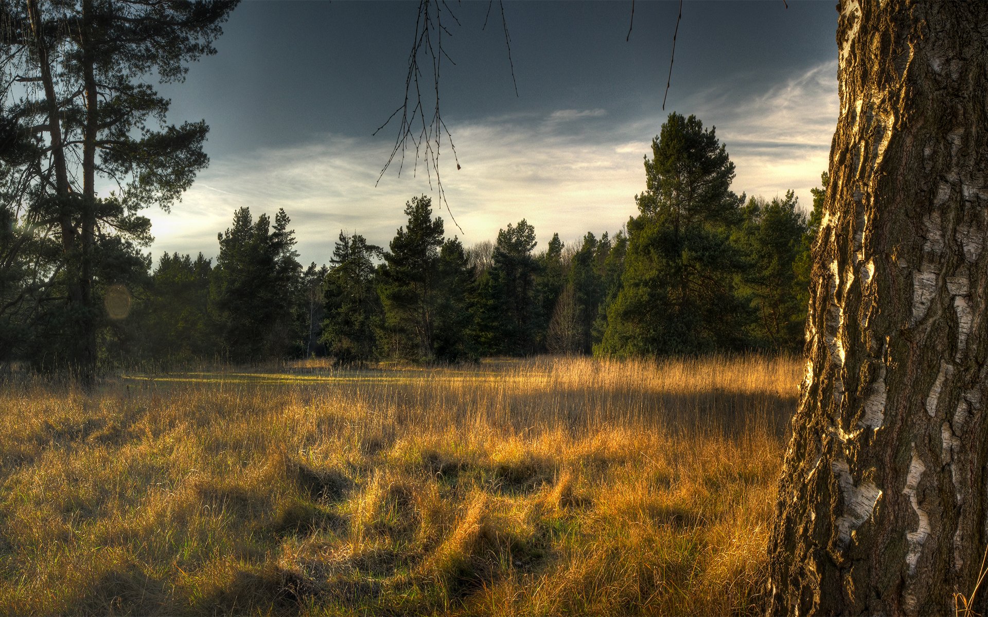 forest tree dry grass spruce birch sky