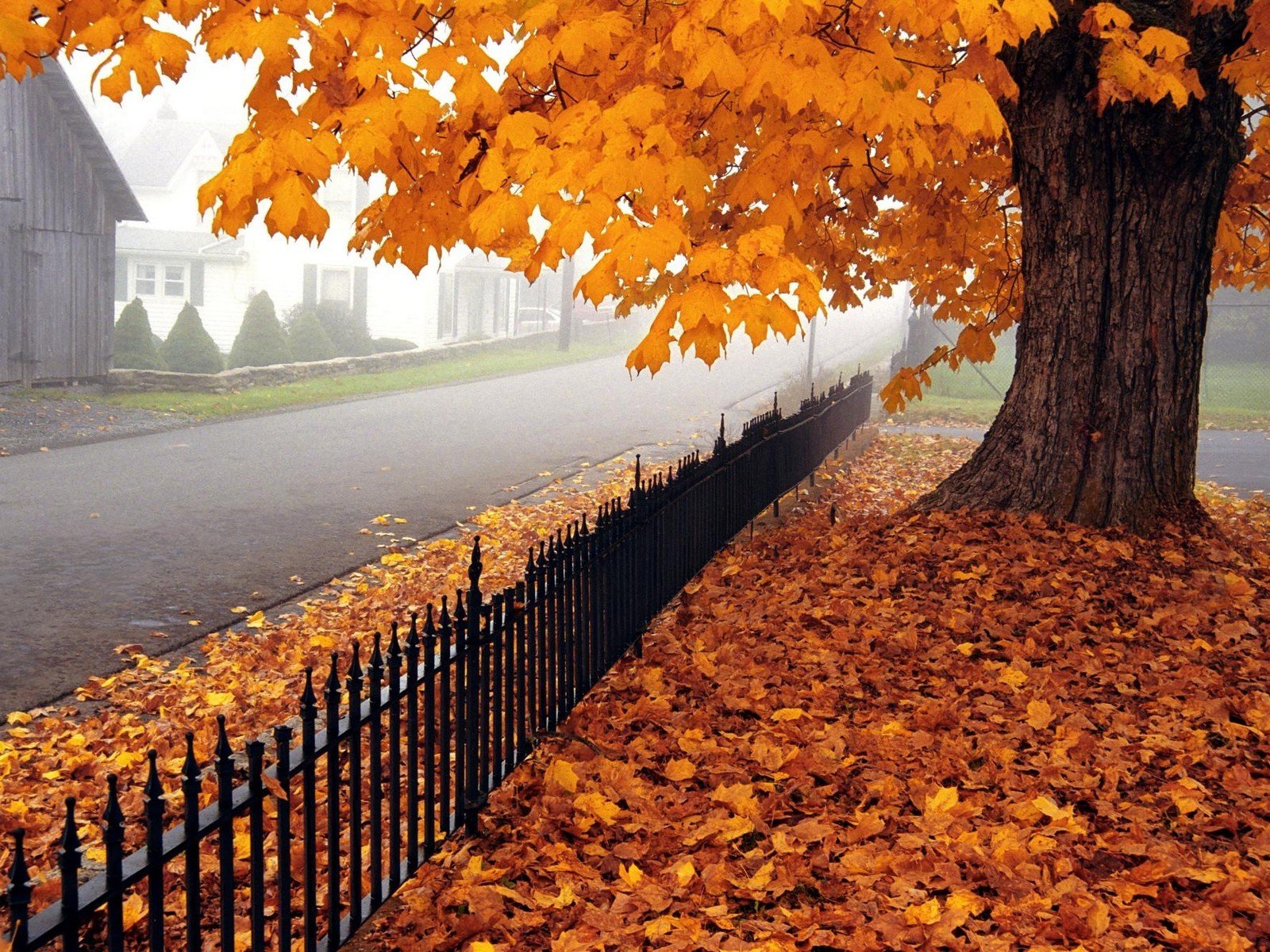 autunno albero acero foglie strada