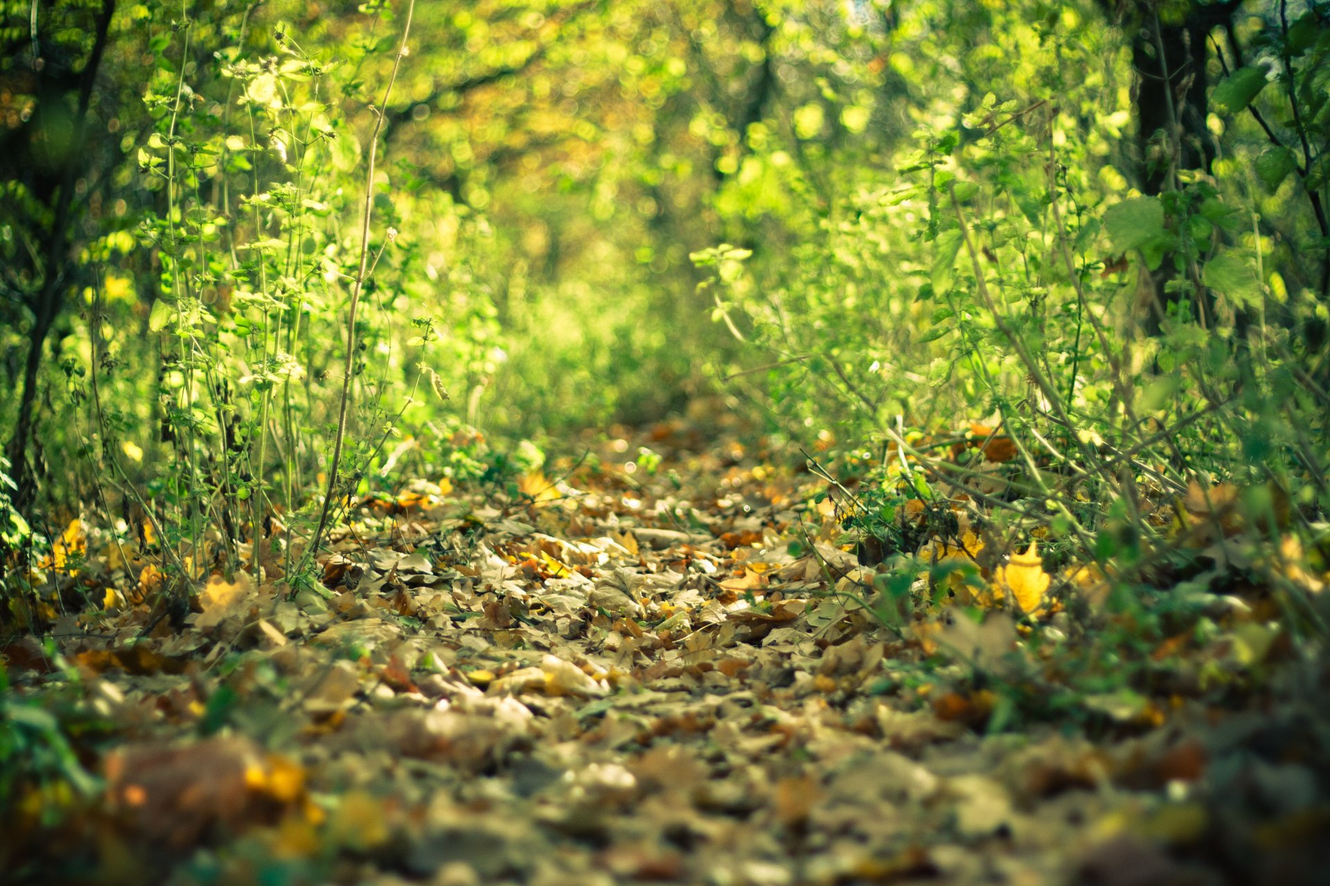 trail forest autumn leave