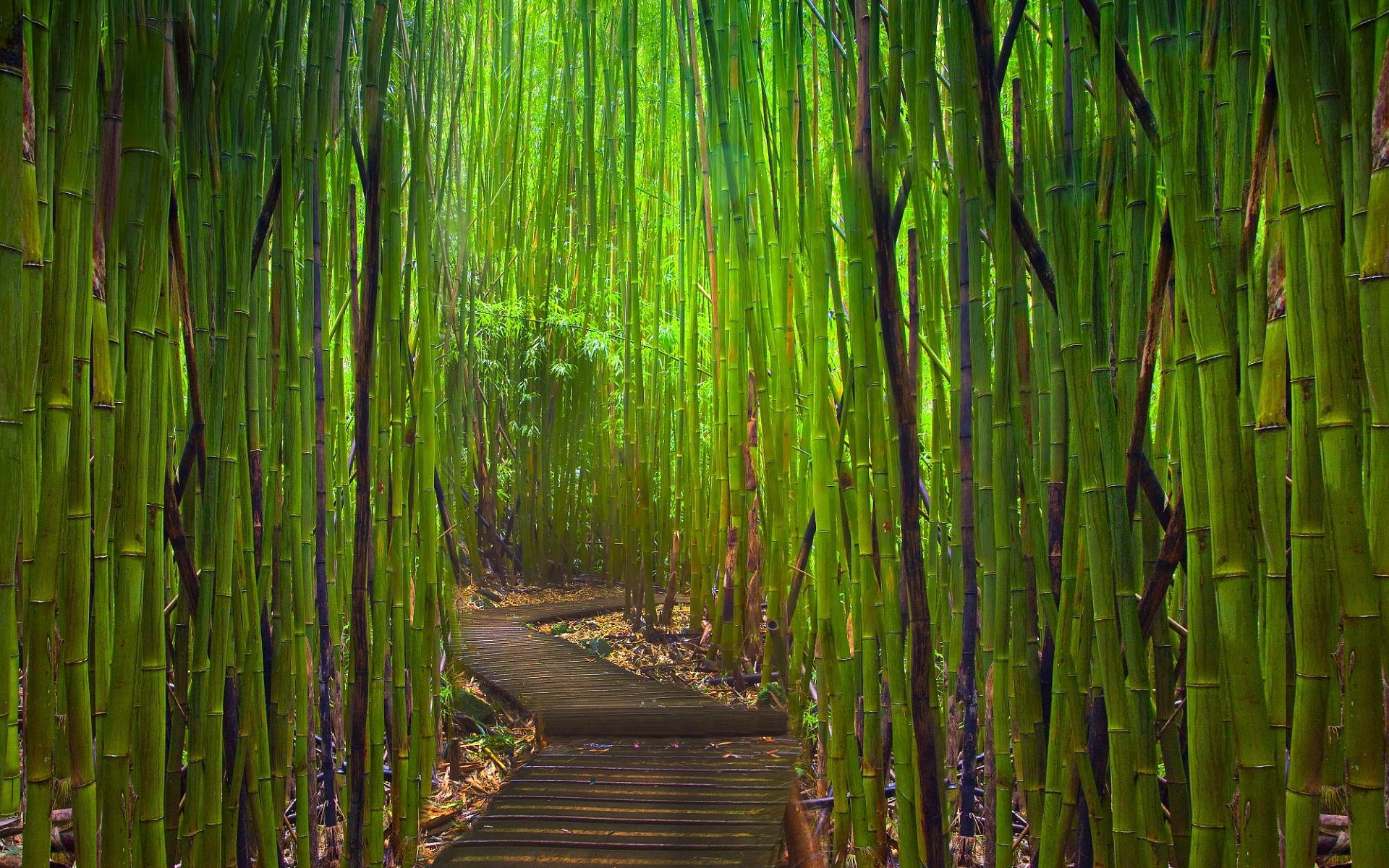bambus zarośla ścieżka