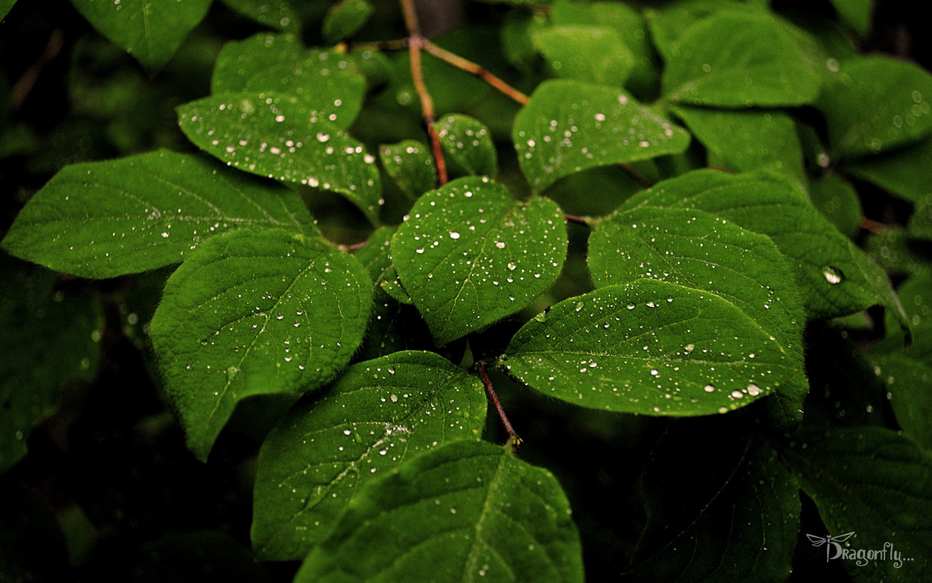 nature verdure plantes rosée