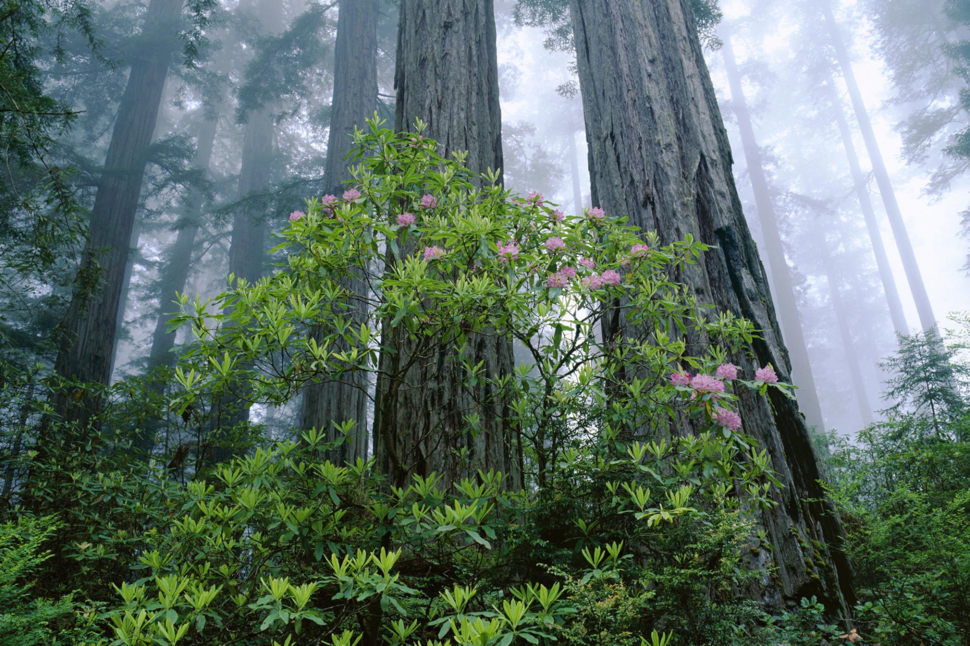 forest sun tree