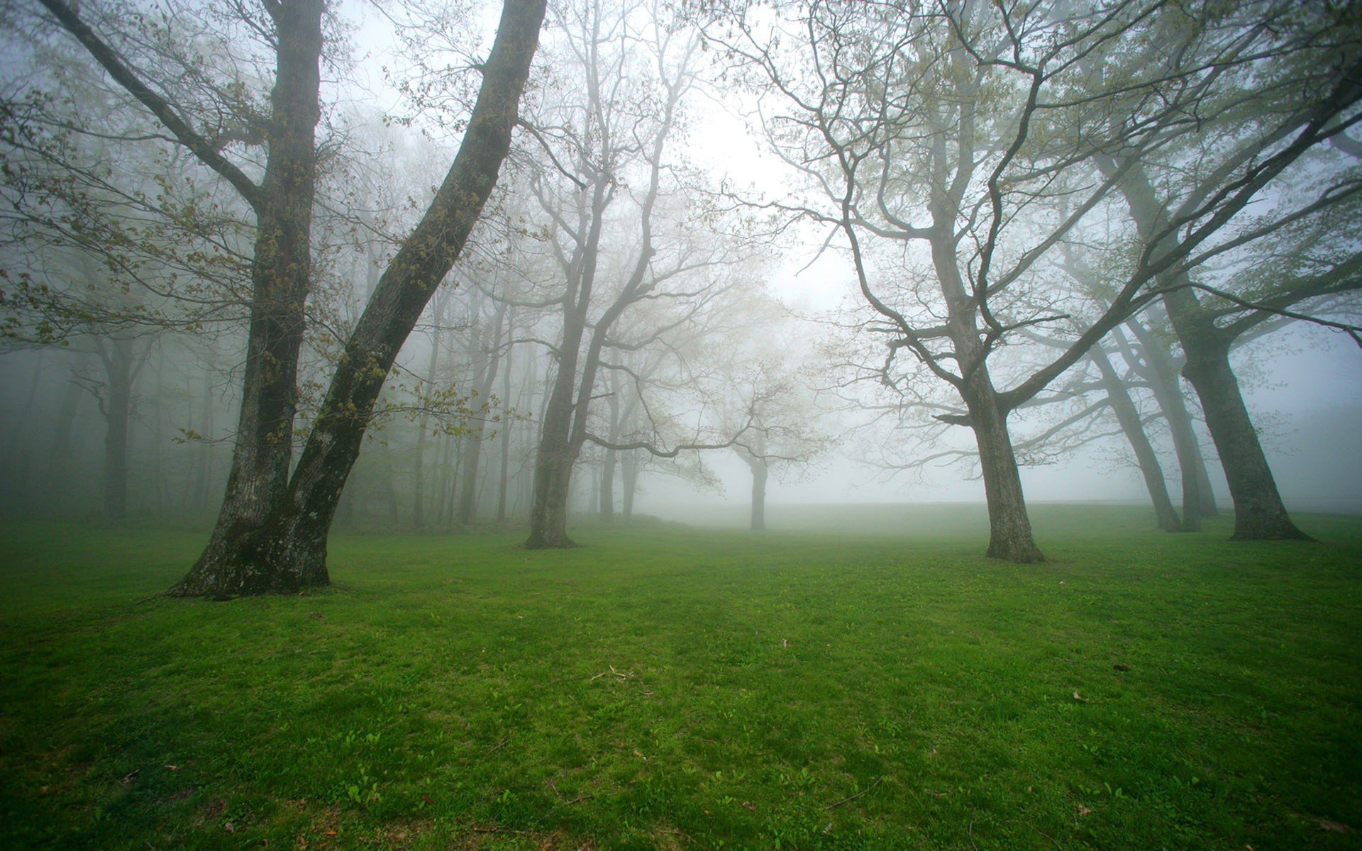 niebla bosque árboles