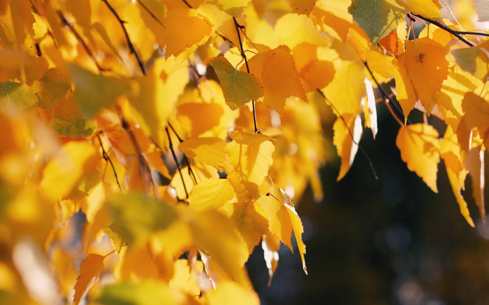 natura autunno albero foglie alberi