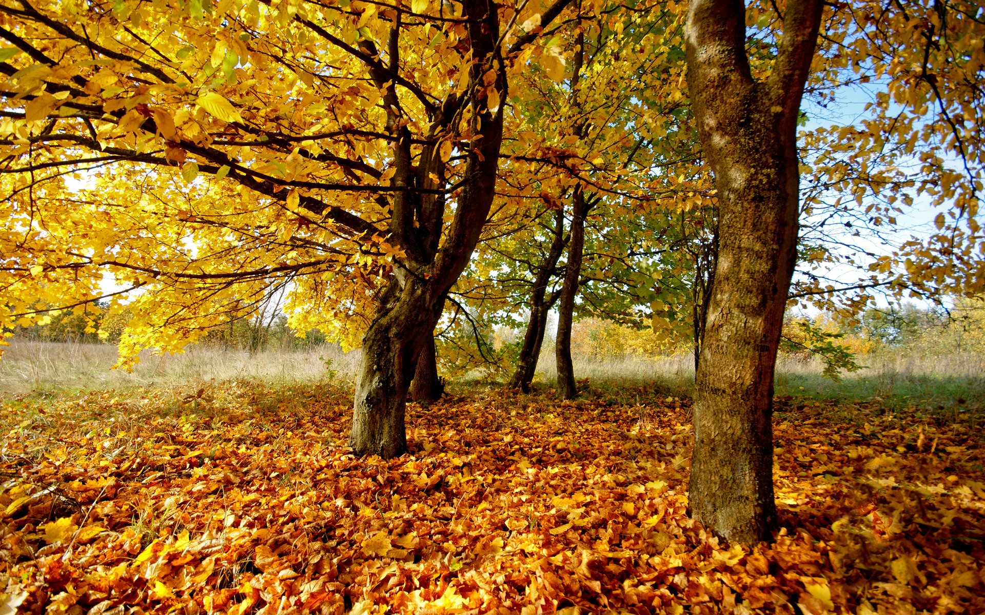 jesień natura liście drzewa