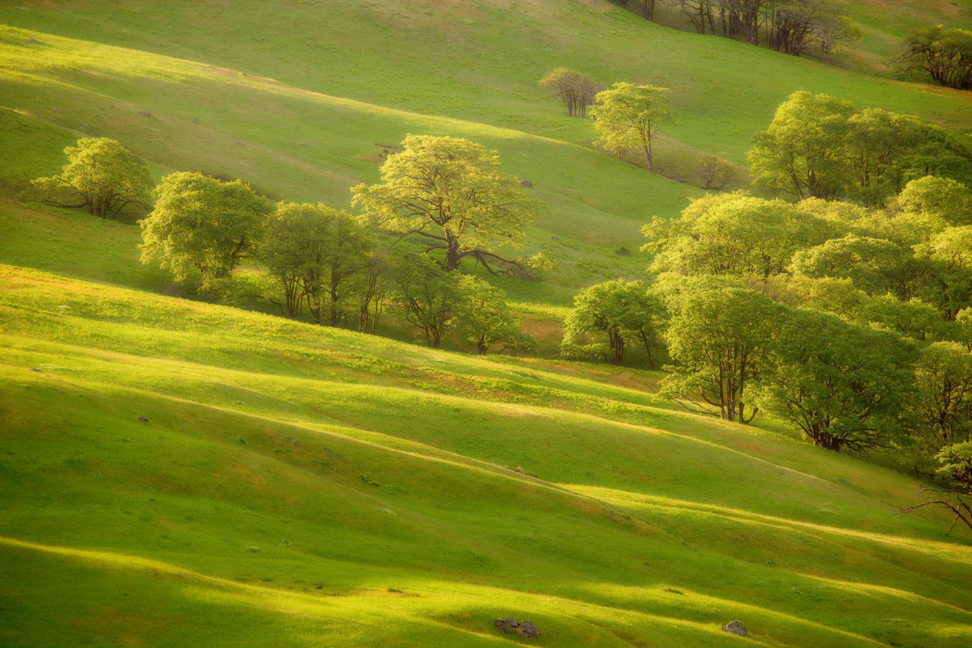 el verde los árboles la pendiente de la colina la hierba