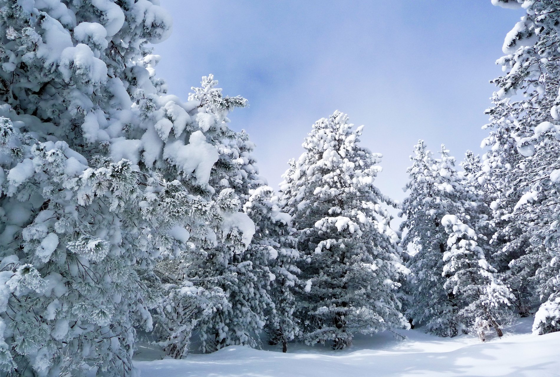 winter wald schnee welle