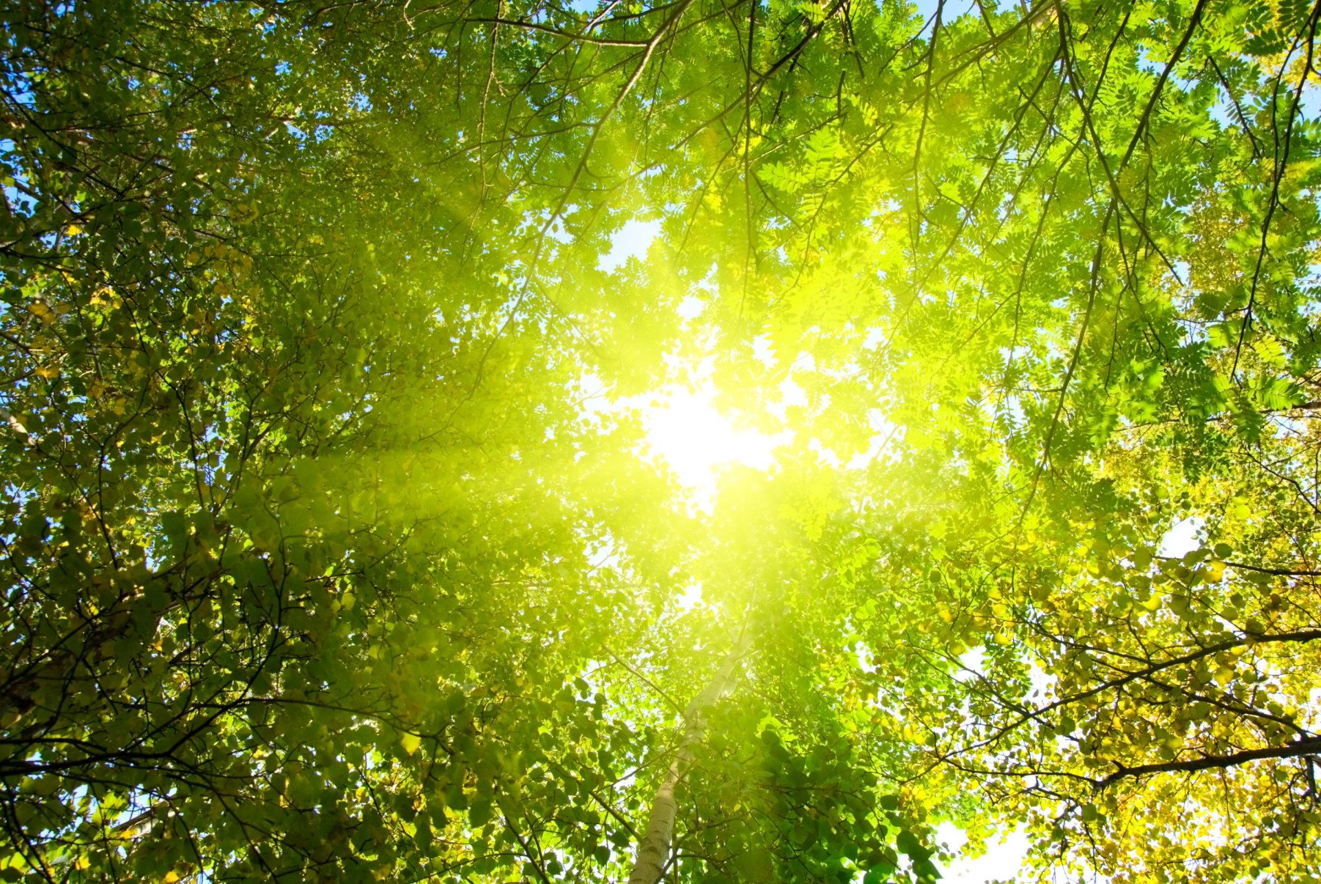 nature tree forest sun rays light morning park