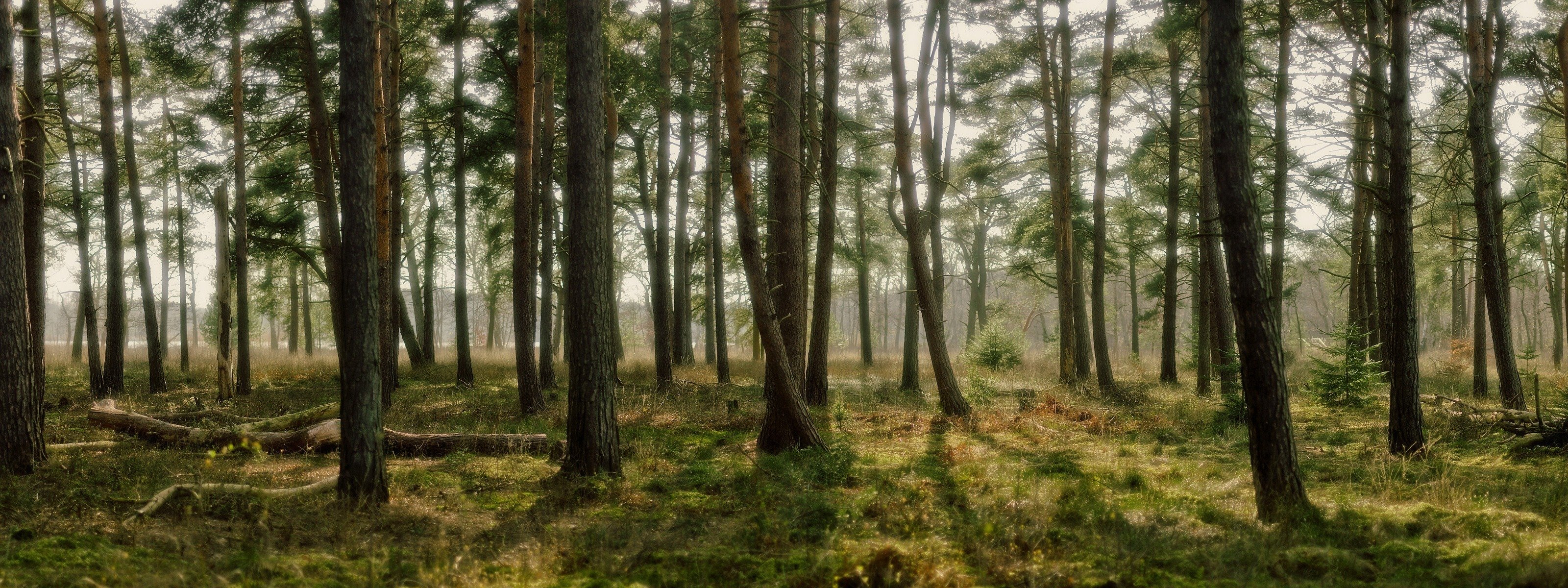 bosque naturaleza árboles hierba luz