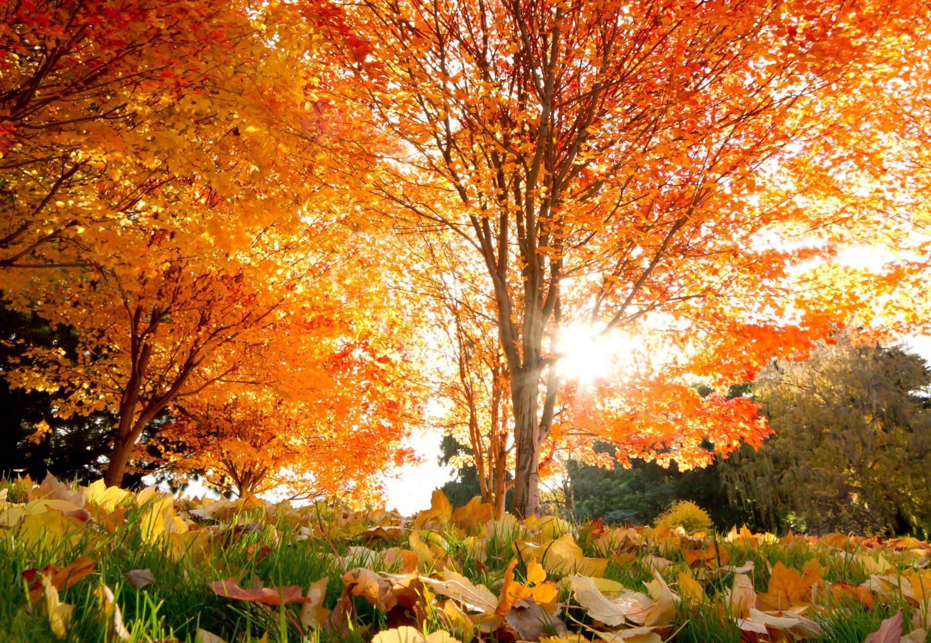 autunno bello alberi acero foglie