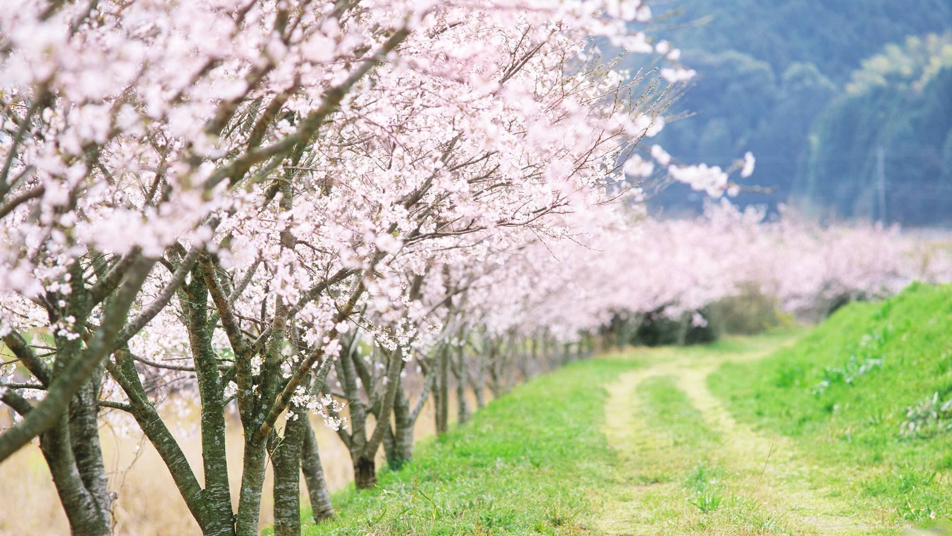 nature landscape road tree spring