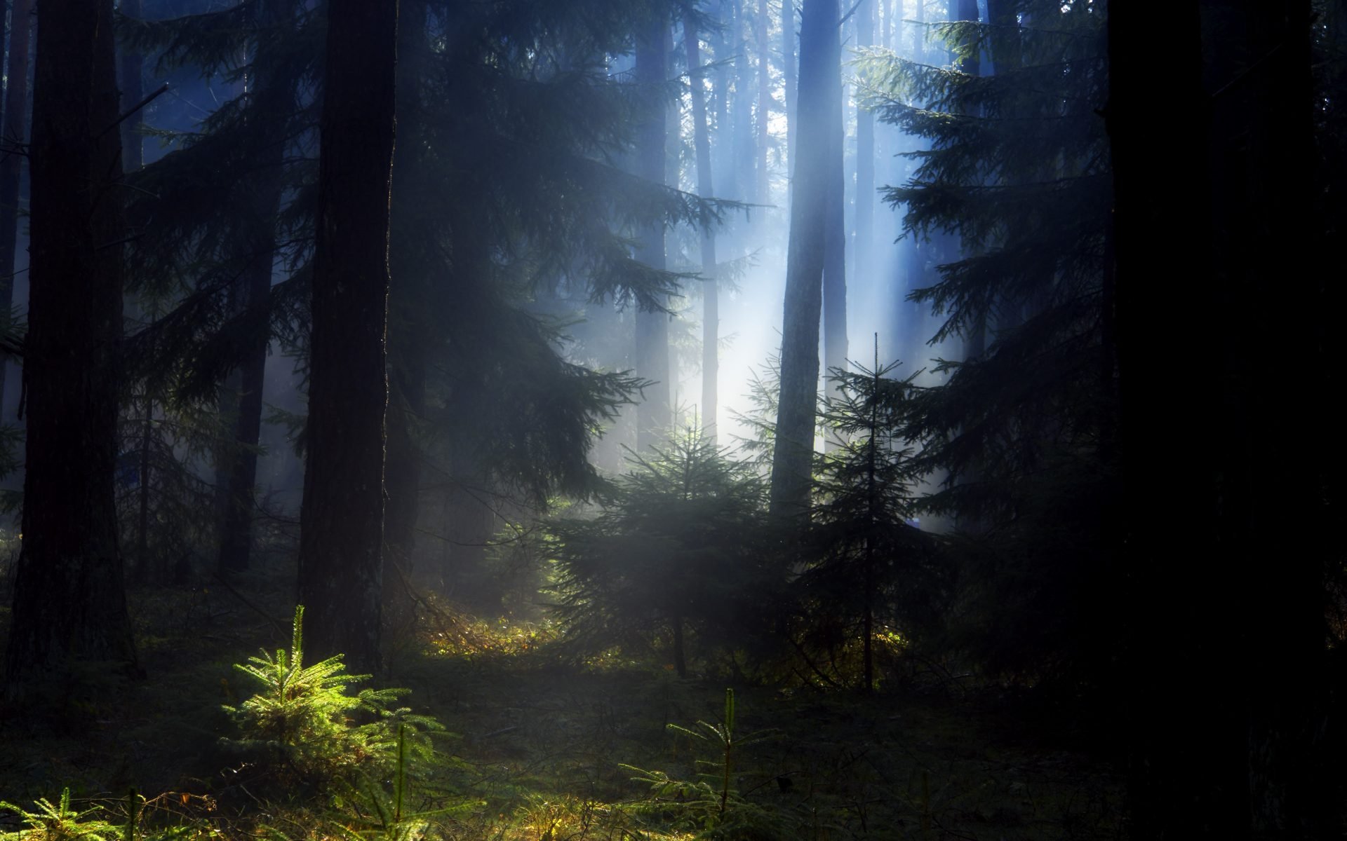 las lato choinki sosny mgiełka poranek wieczór piękno