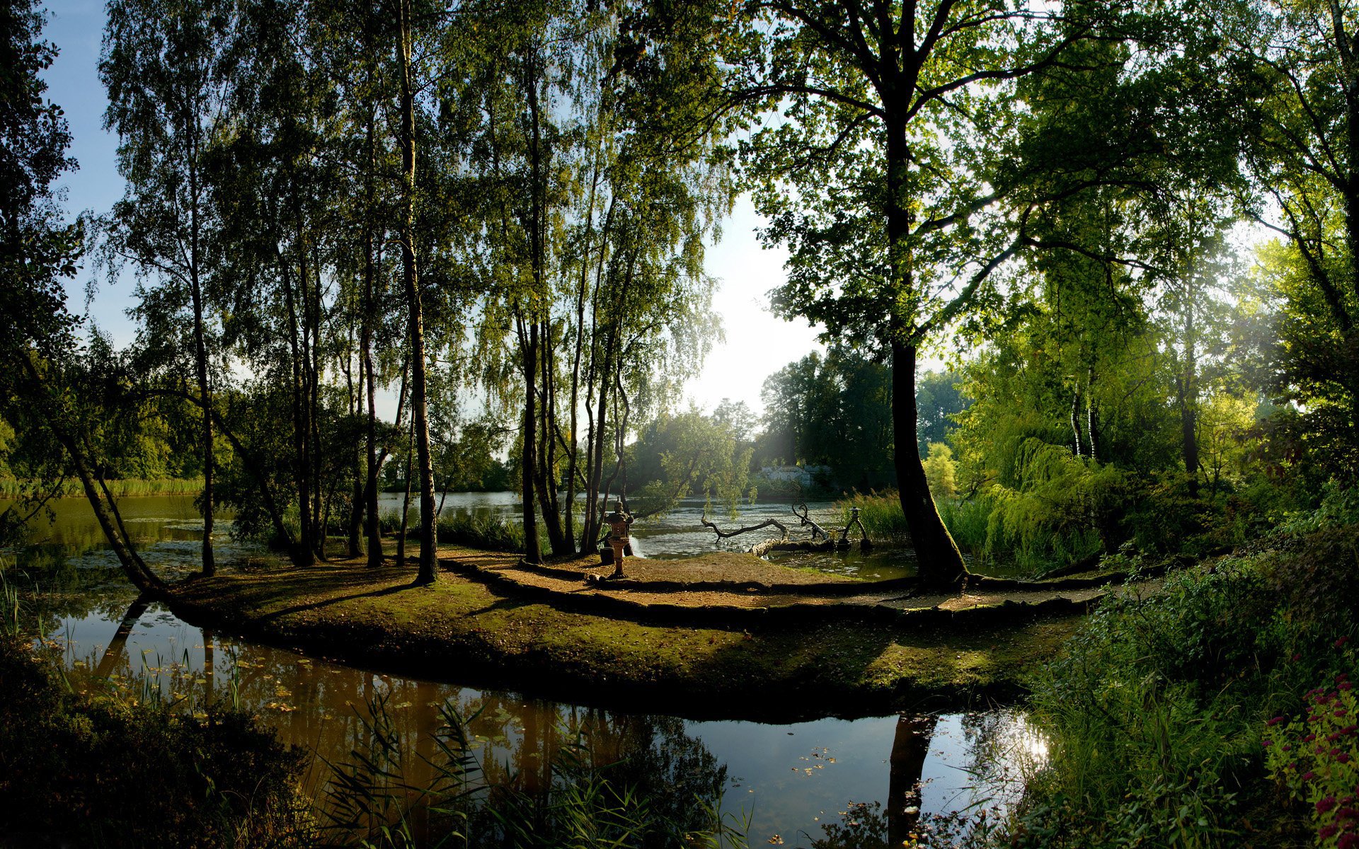 tree sun water reflection green