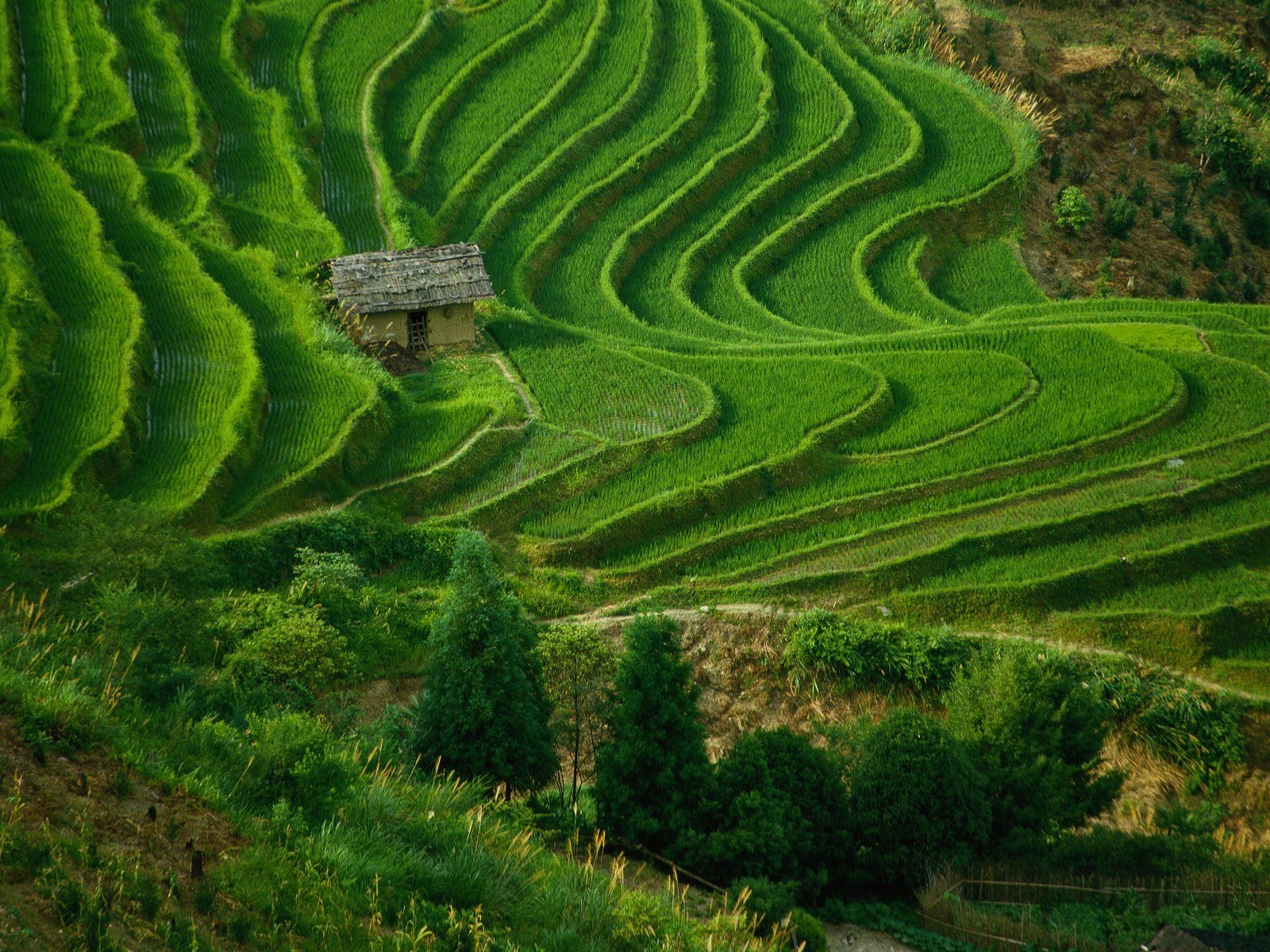 the field grass house