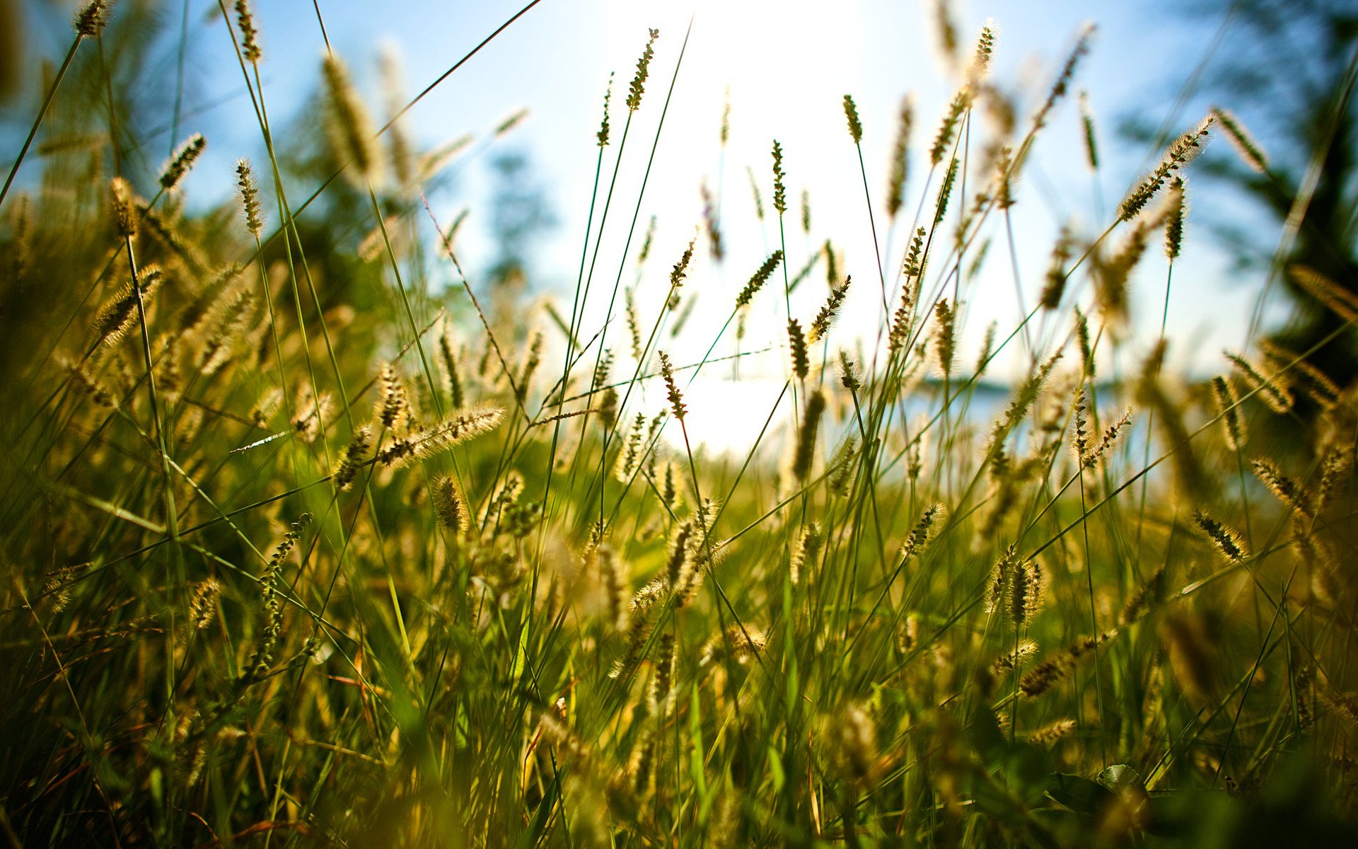 sur l herbe herbe été