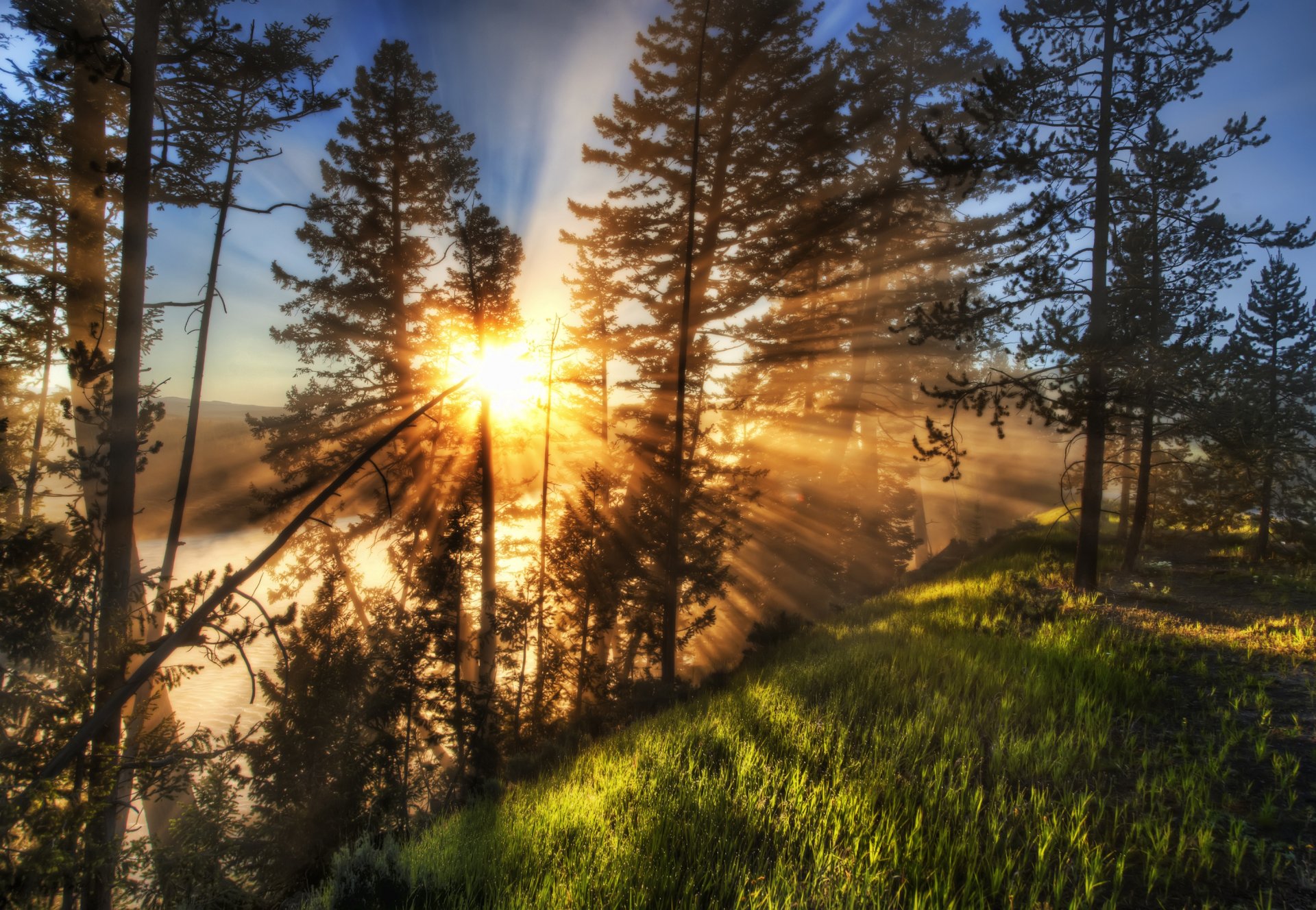 nature paysages rayons de lumière soleil arbres herbe