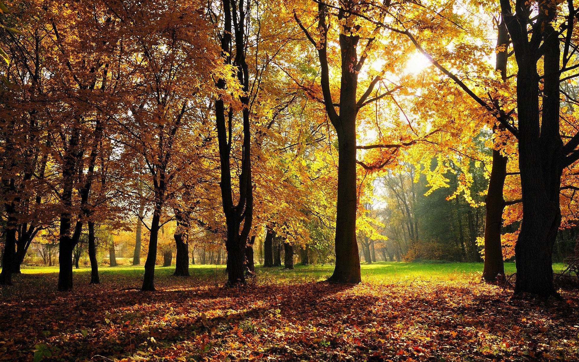 bosque parque árboles otoño follaje hierba