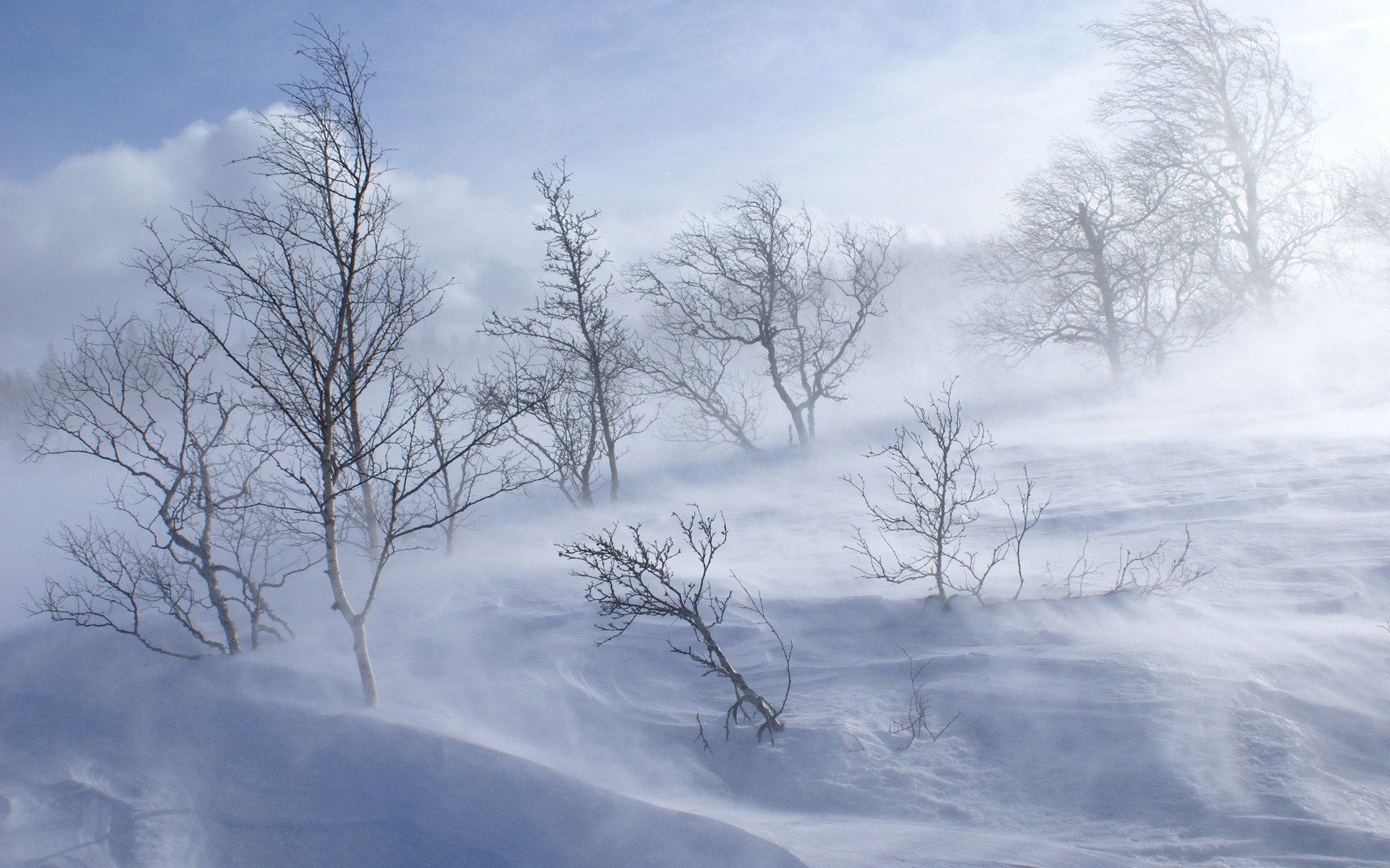 forest winter hill cool tree blizzard snow