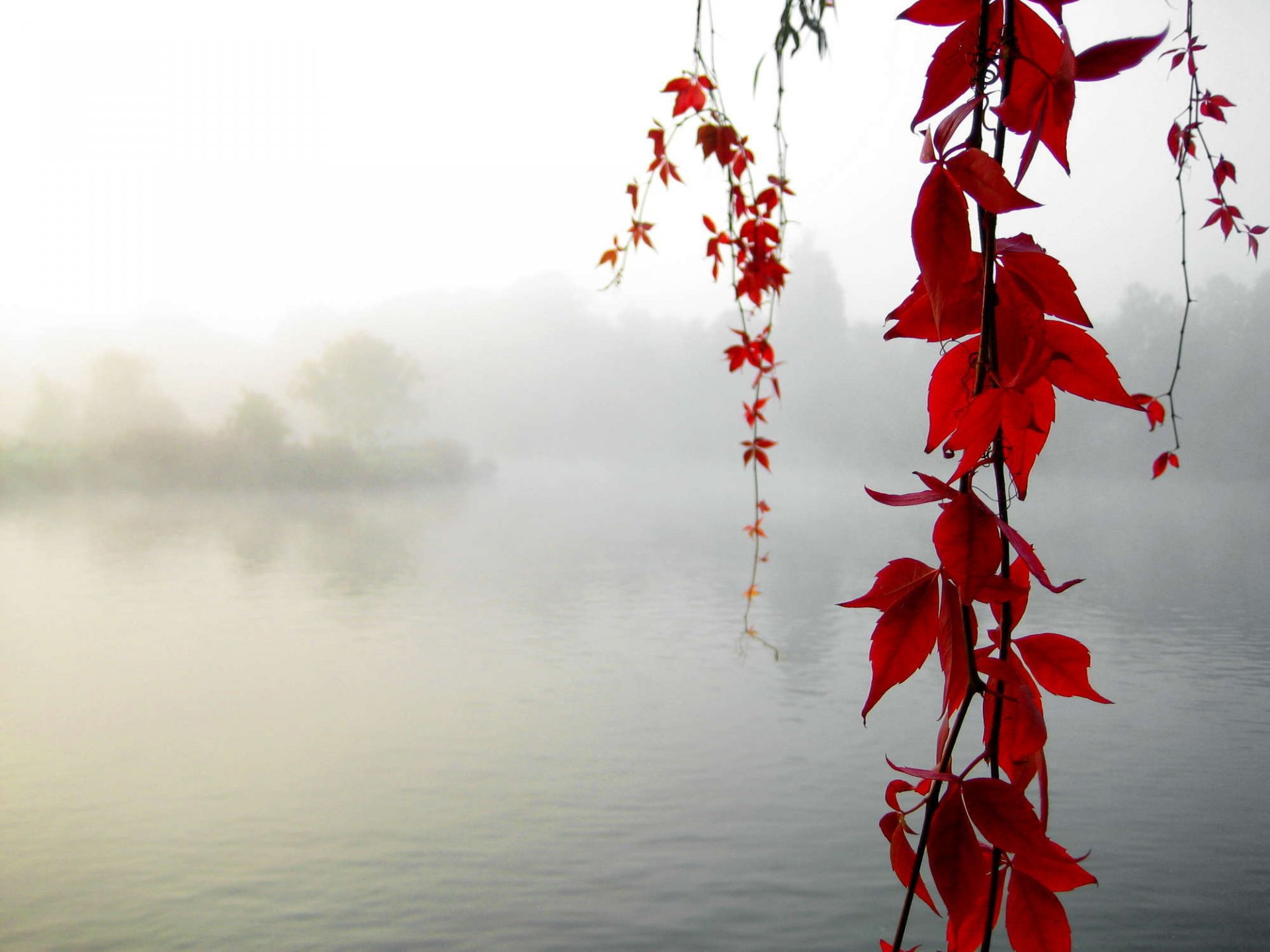 of mind maple autumn