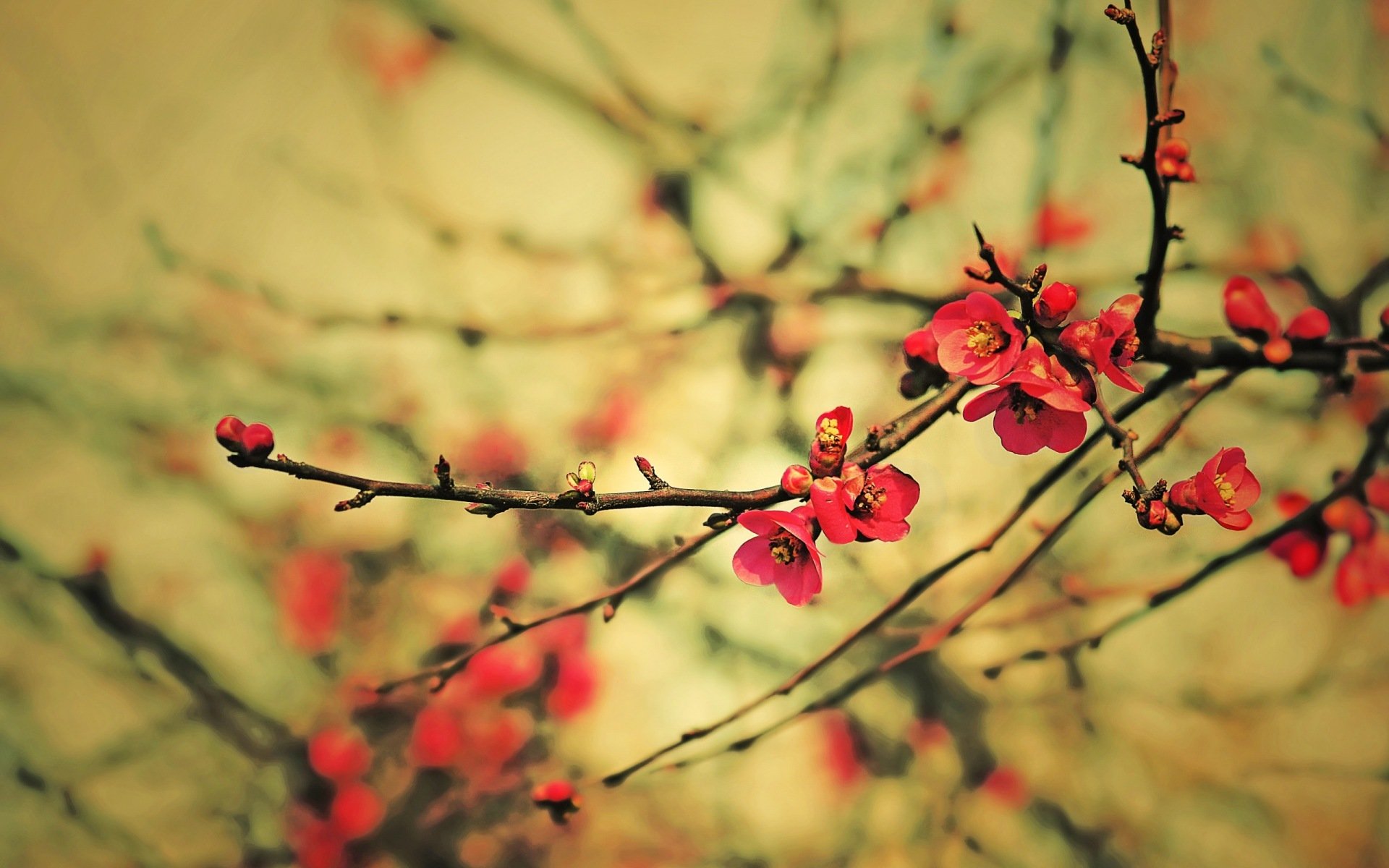 pring branches kidney flower