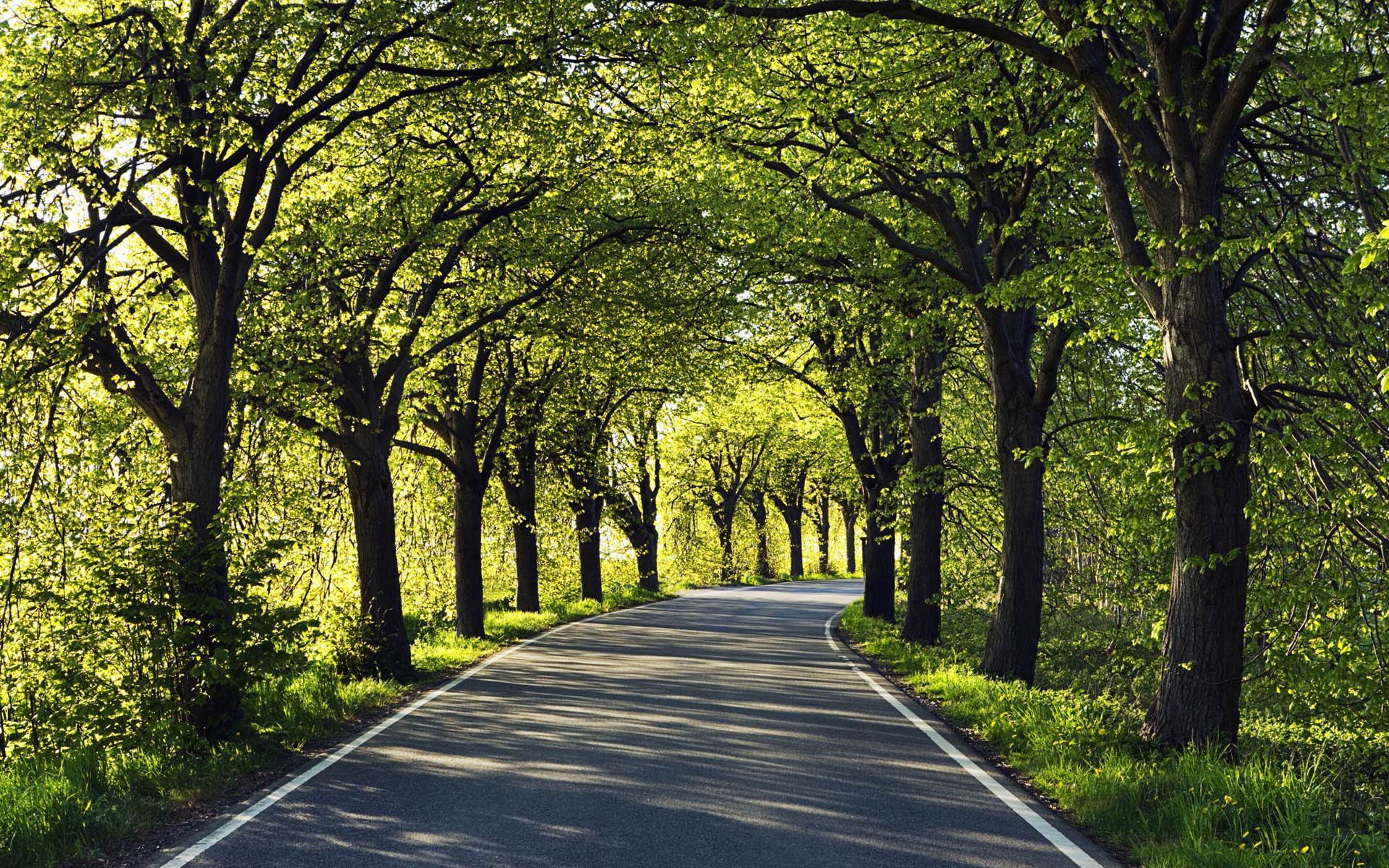 straße bäume asphalt