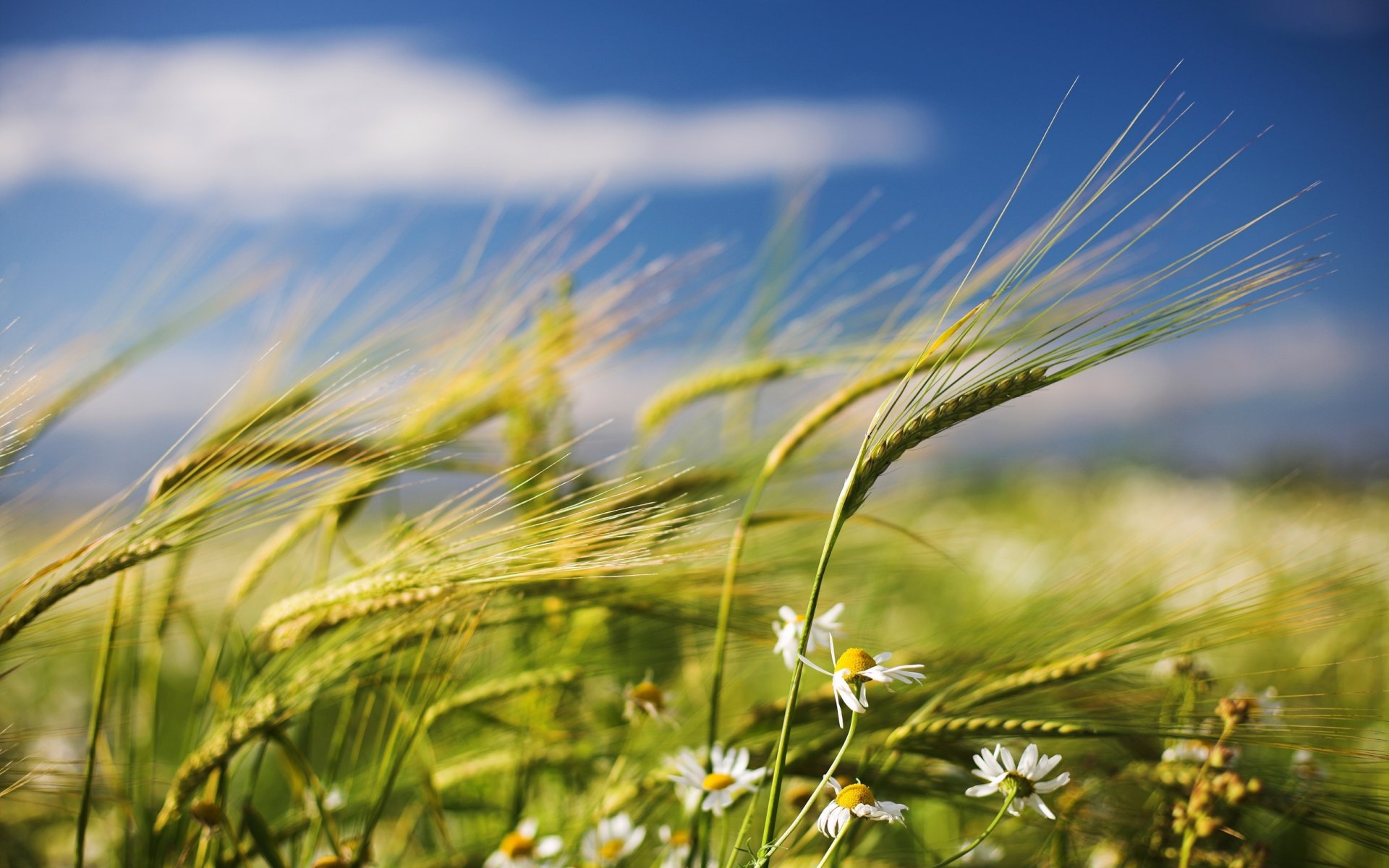 ummer the field spikes chamomile wind