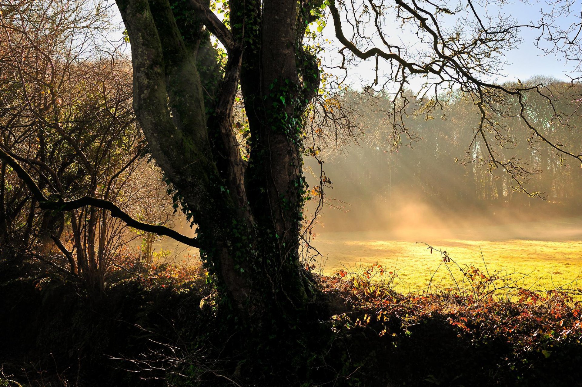 nature landscape tree grass sun light