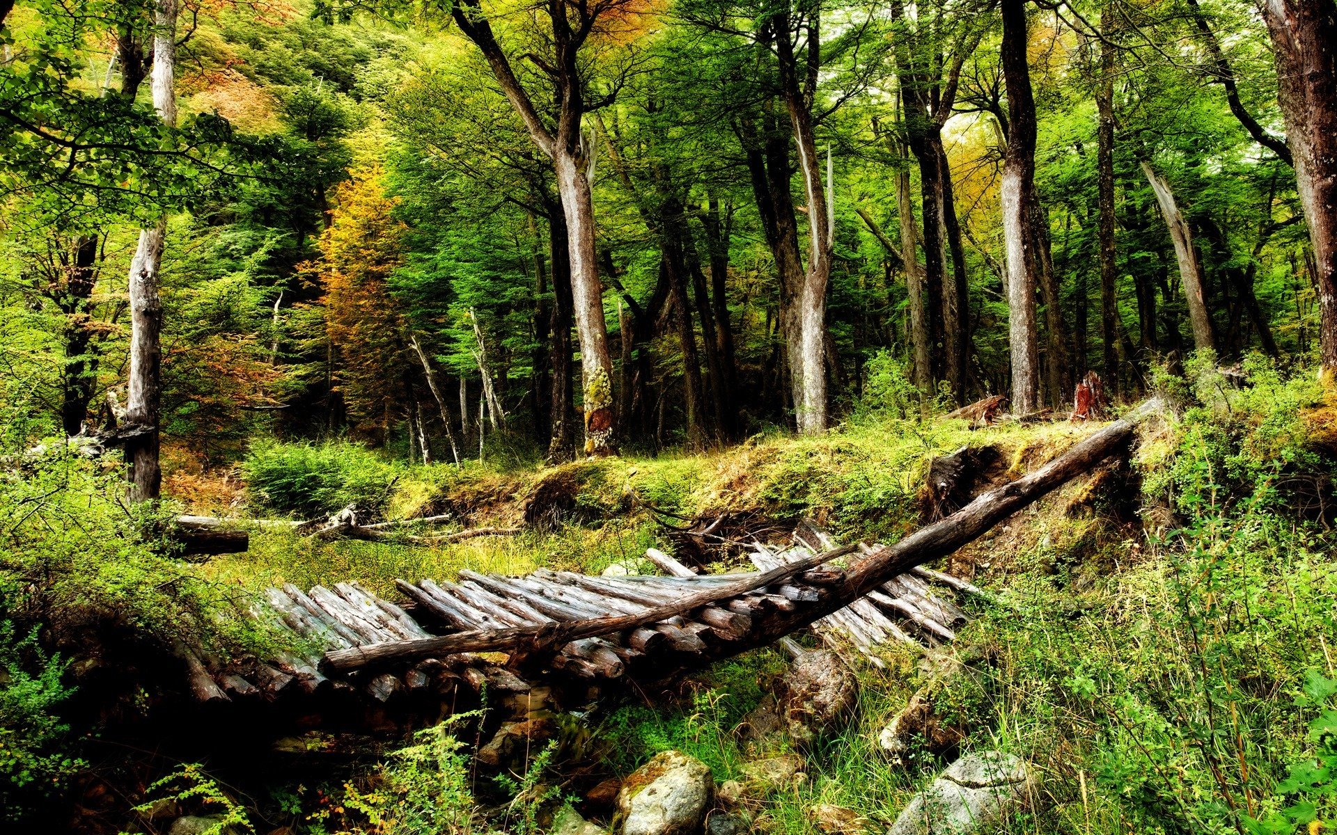 bosque árboles puente naturaleza desierto belleza