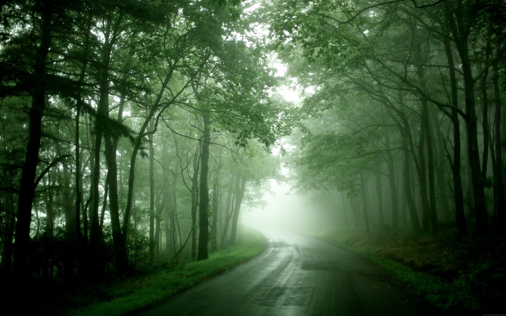 route forêt brouillard