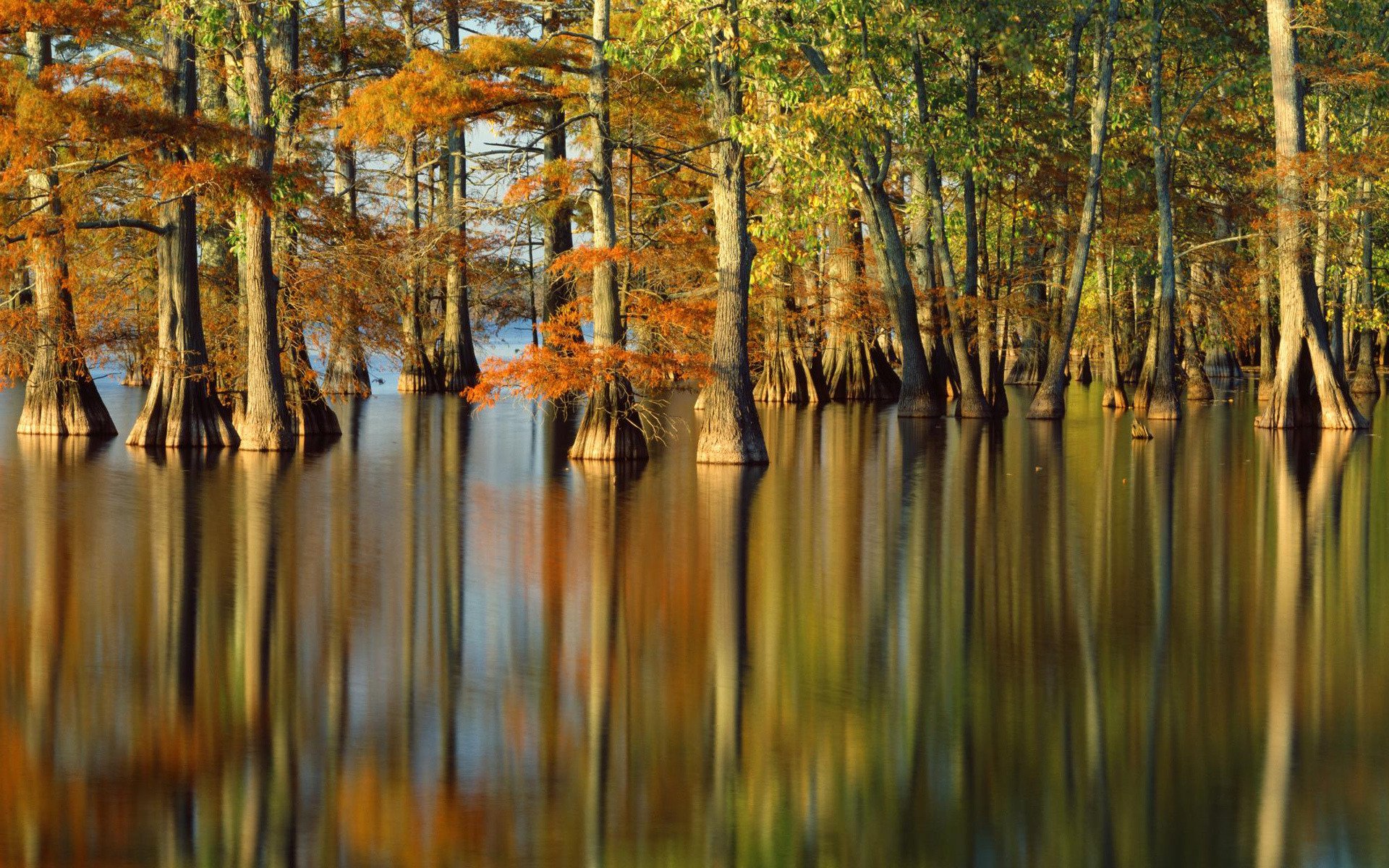 autunno natura alberi acqua fiume foto