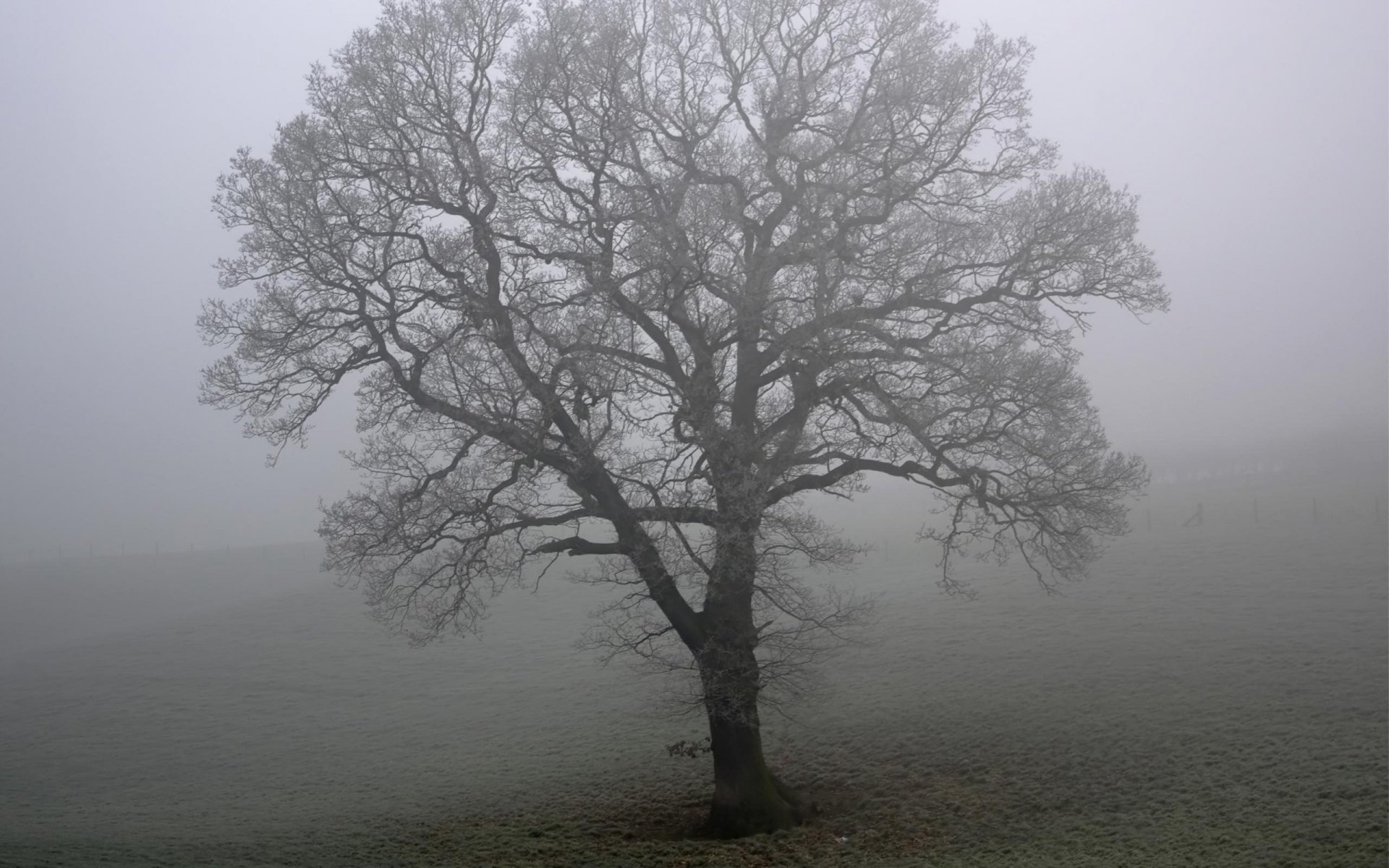 albero campo nebbia