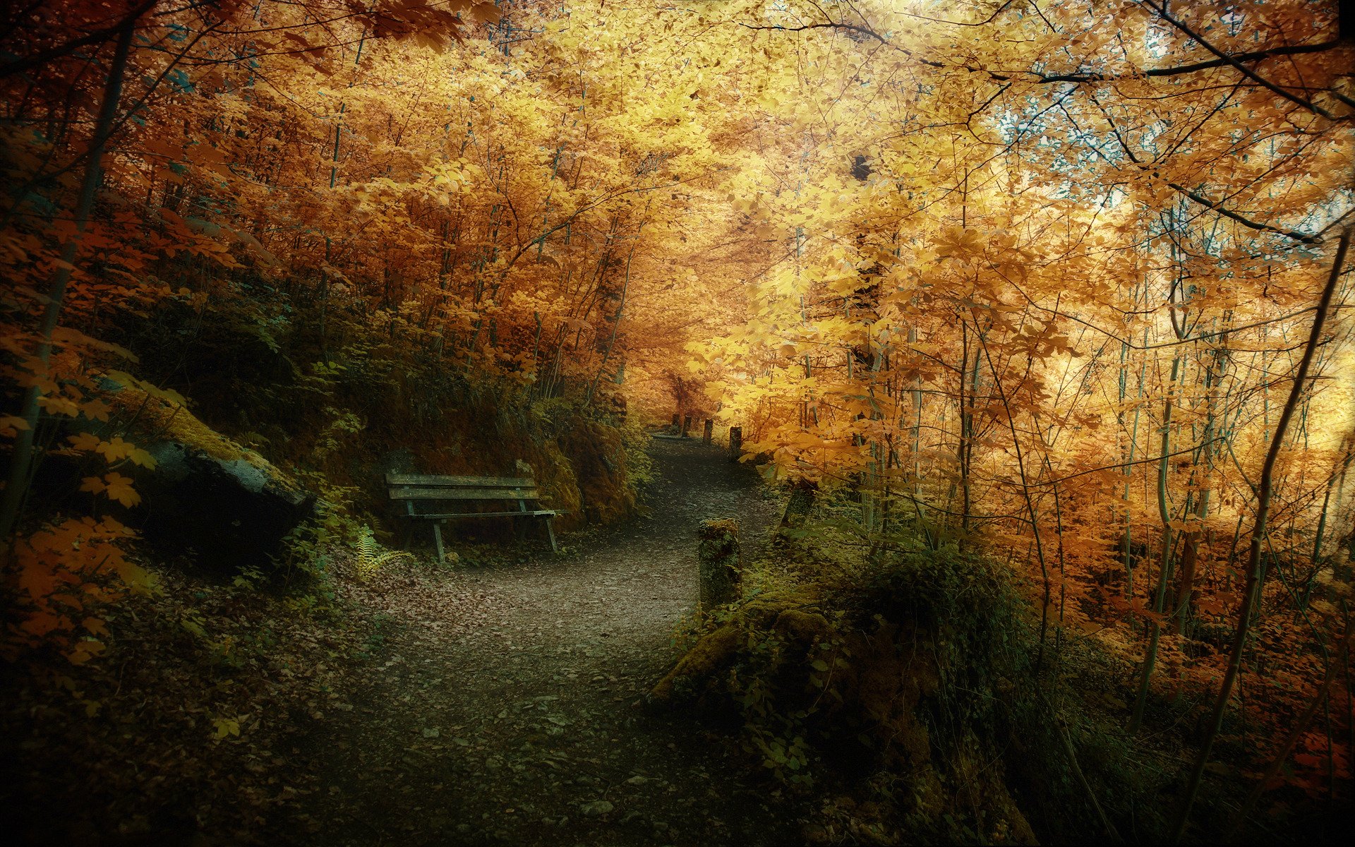 nature automne parc forêt arbres feuilles photo