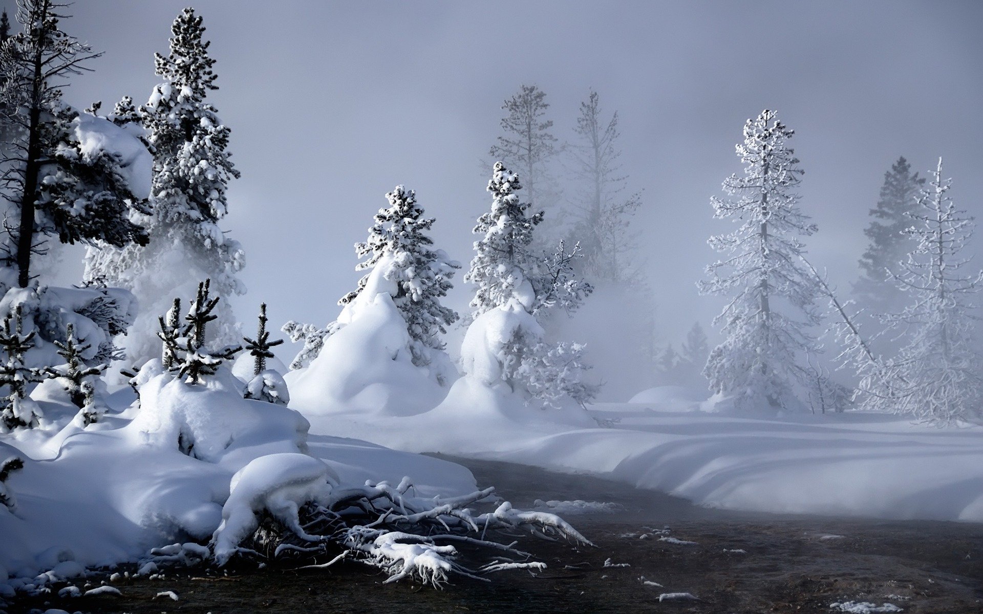 hiver neige arbres de noël congères