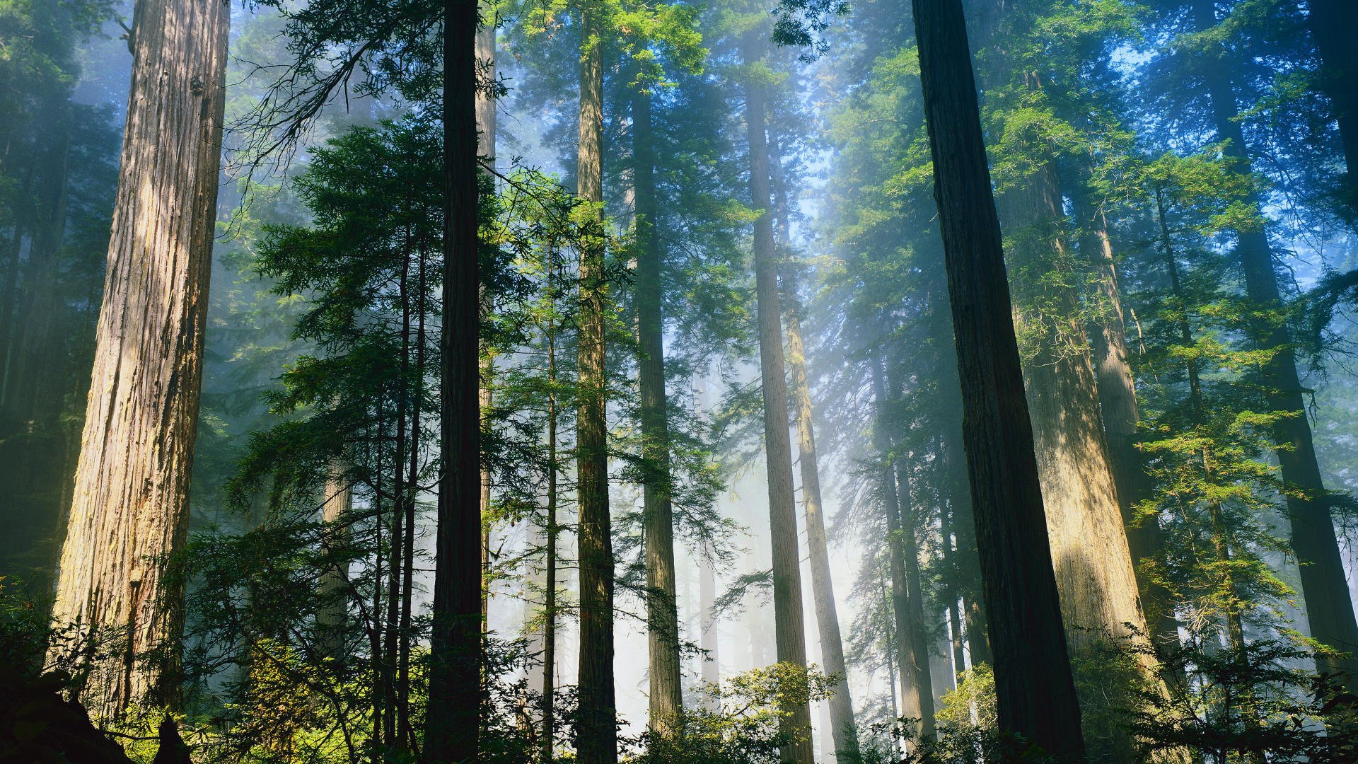 foresta alberi tronchi