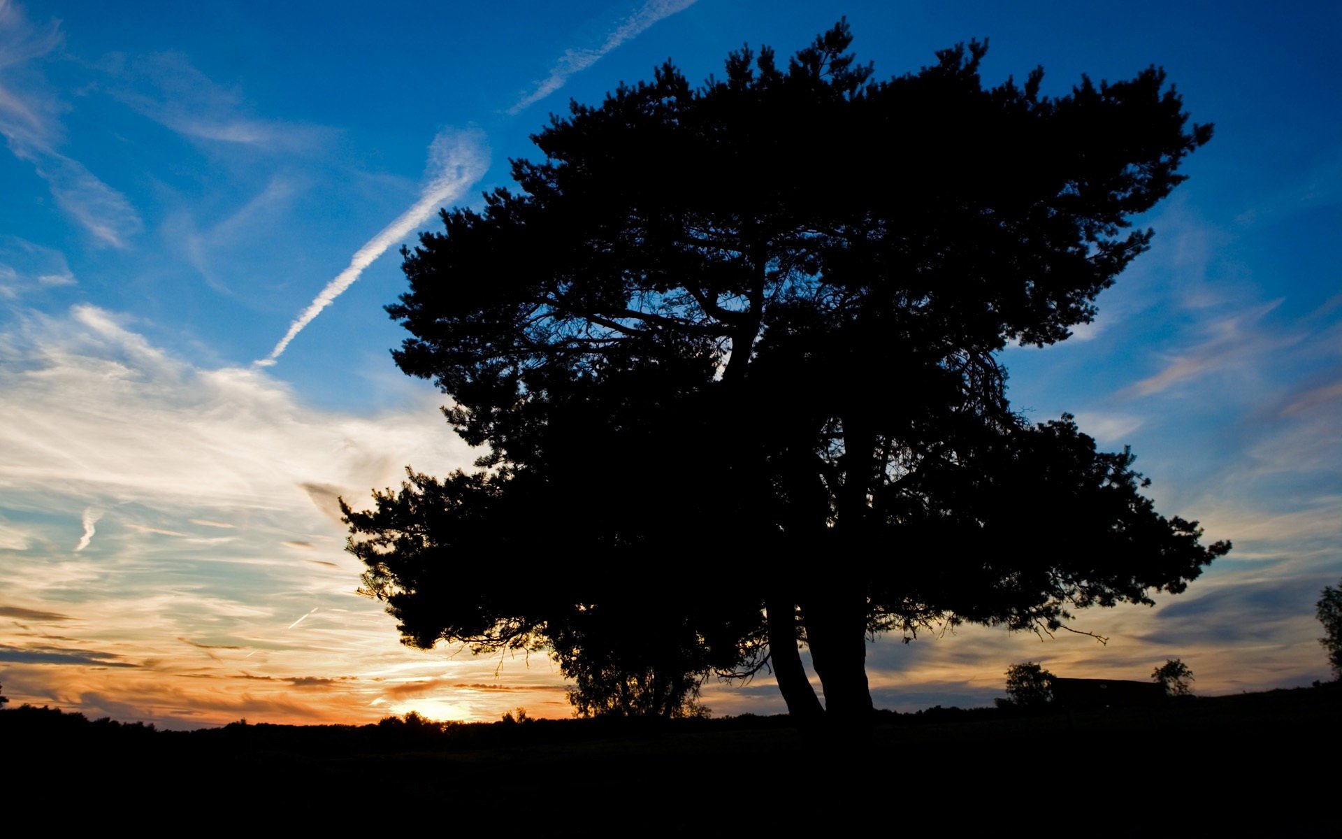 árbol puesta de sol cielo sombra