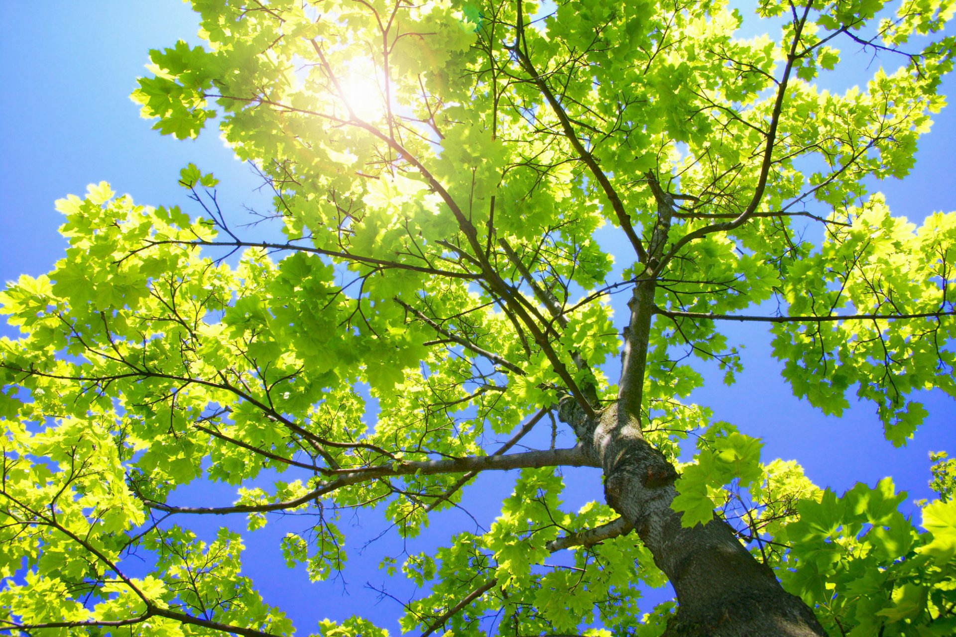 árbol verde follaje ramas tronco naturaleza