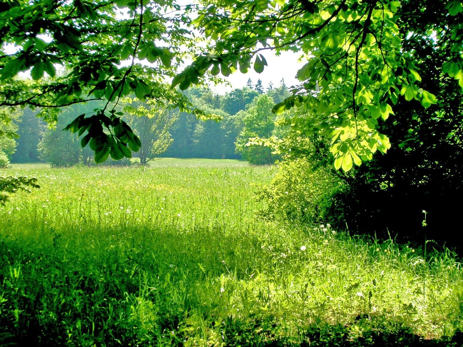 verano vegetación árboles hierba sombra día soleado