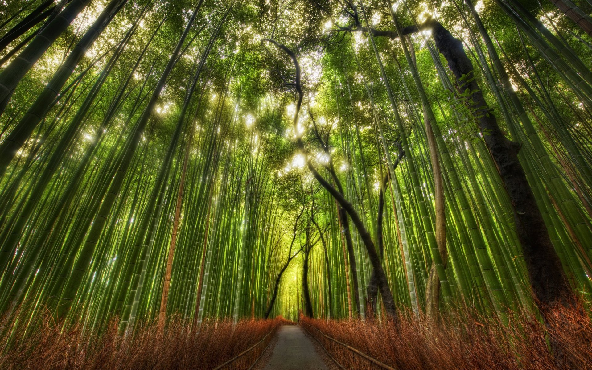 bamboo grove path china